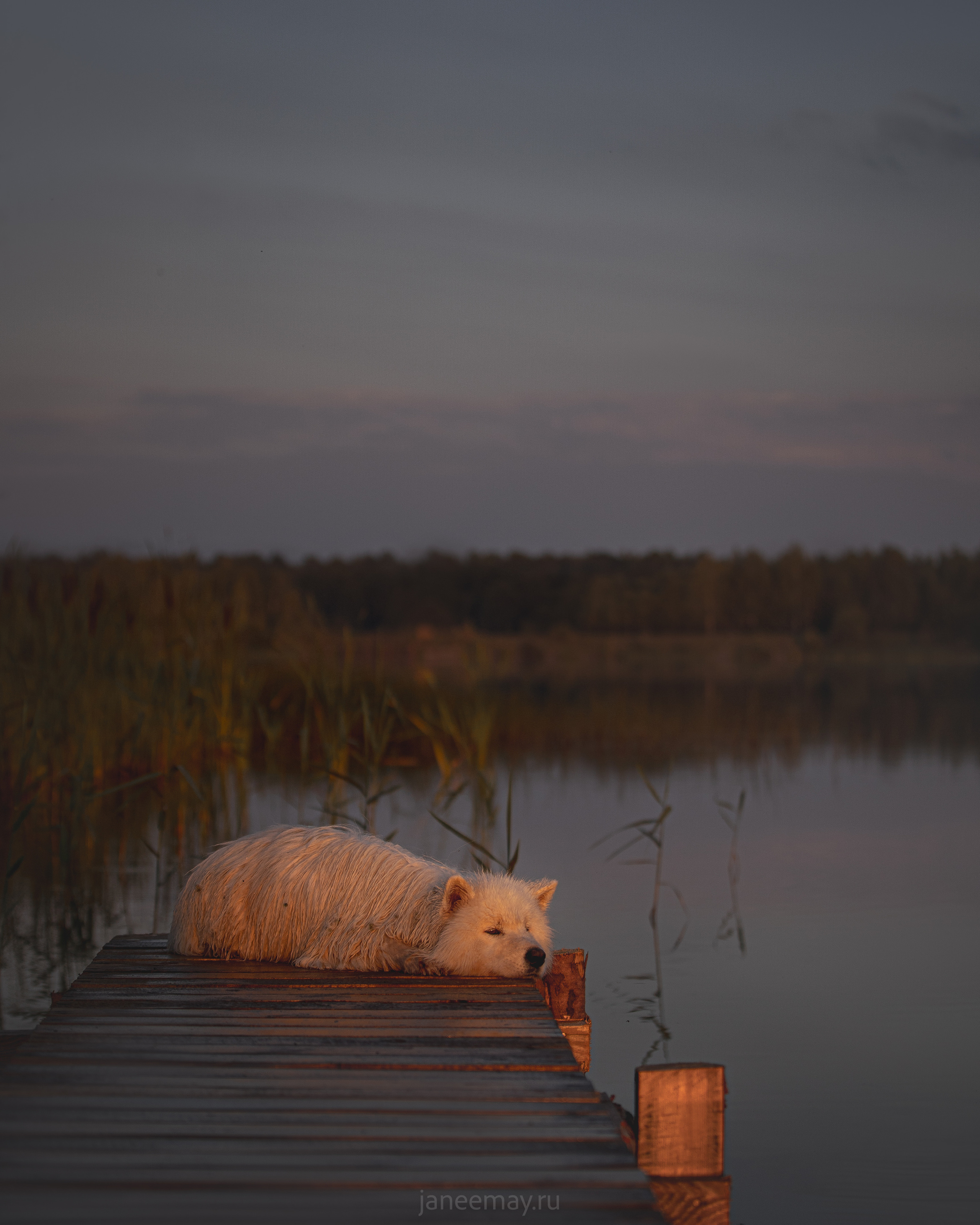 Фото собак, животных летом. Фотограф анималист в Москве Майорова Евгения