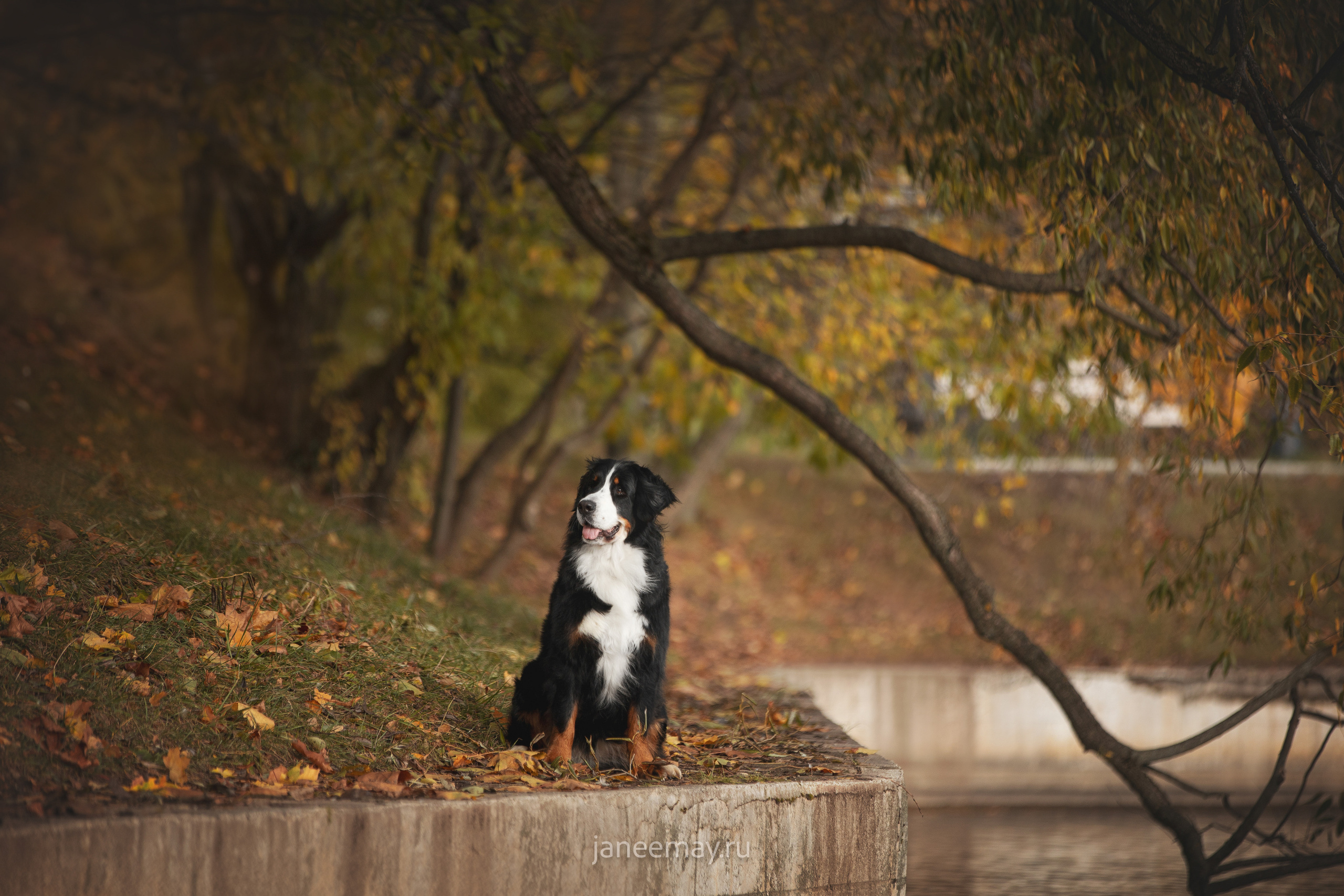 Ирина, Сергей и Твикси. Фотограф анималист в Москве Майорова Евгения