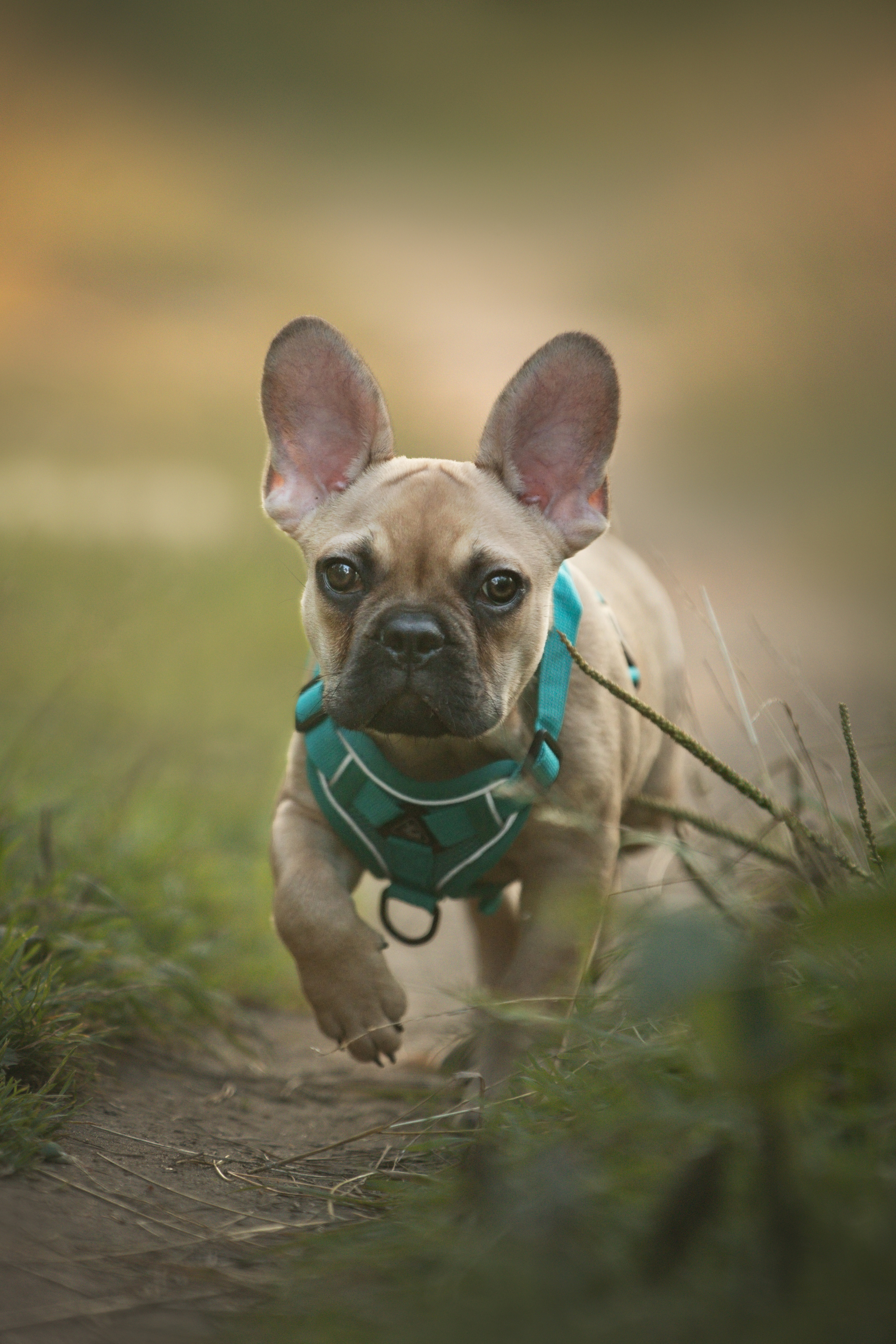 Валерия и Финик. Фотограф анималист в Москве Майорова Евгения