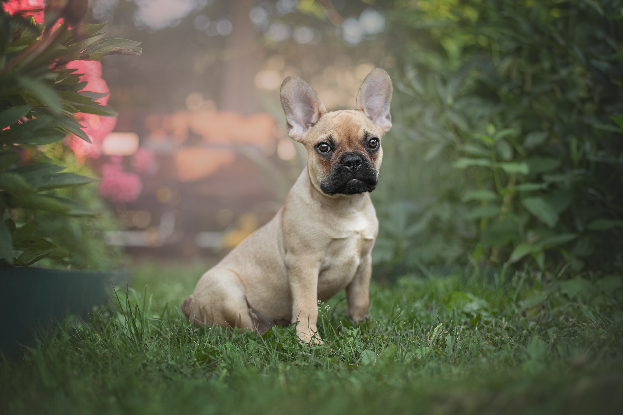 Валерия и Финик. Фотограф анималист в Москве Майорова Евгения