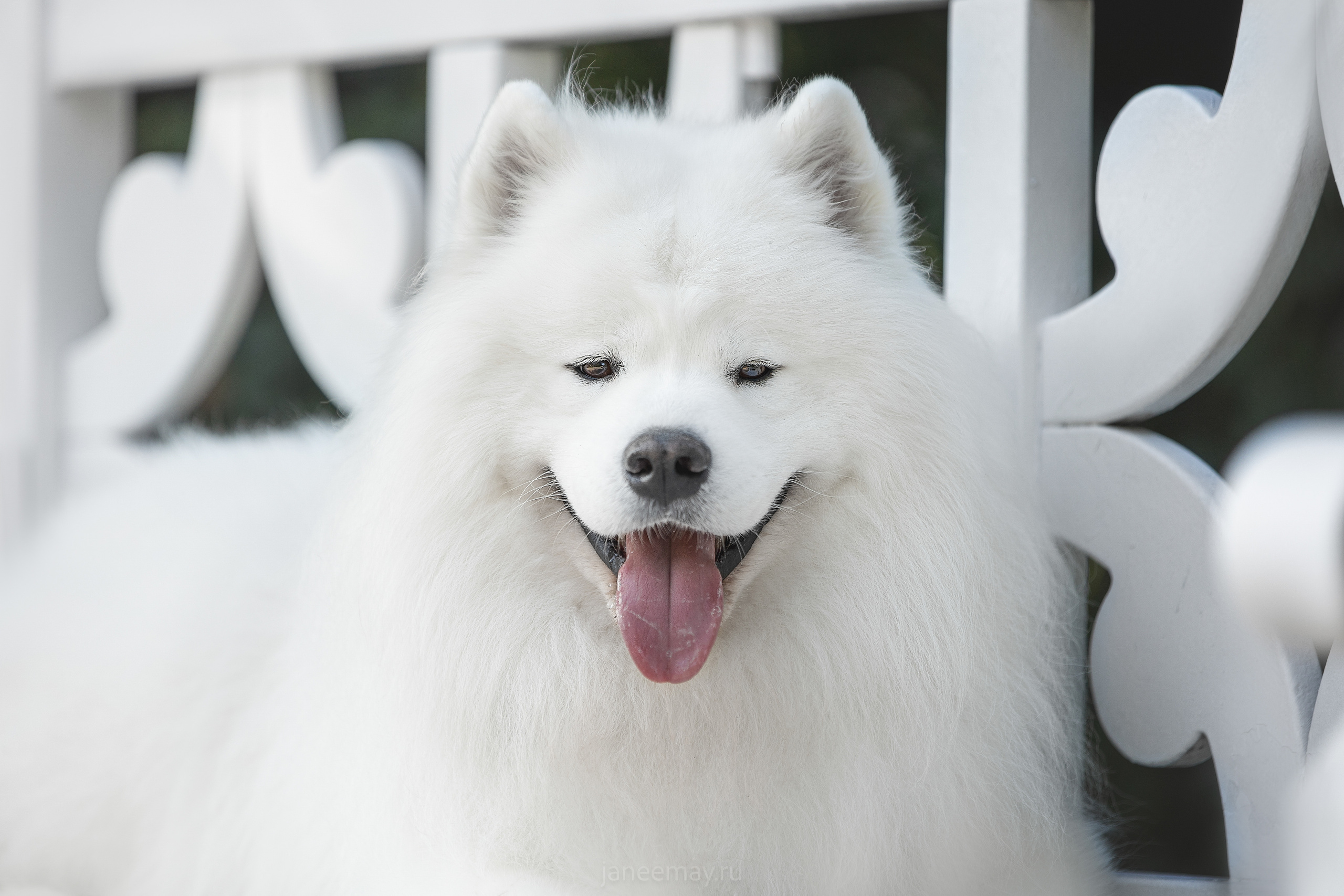Дана, Никос, Теди и Люкс. Фотограф анималист в Москве Майорова Евгения