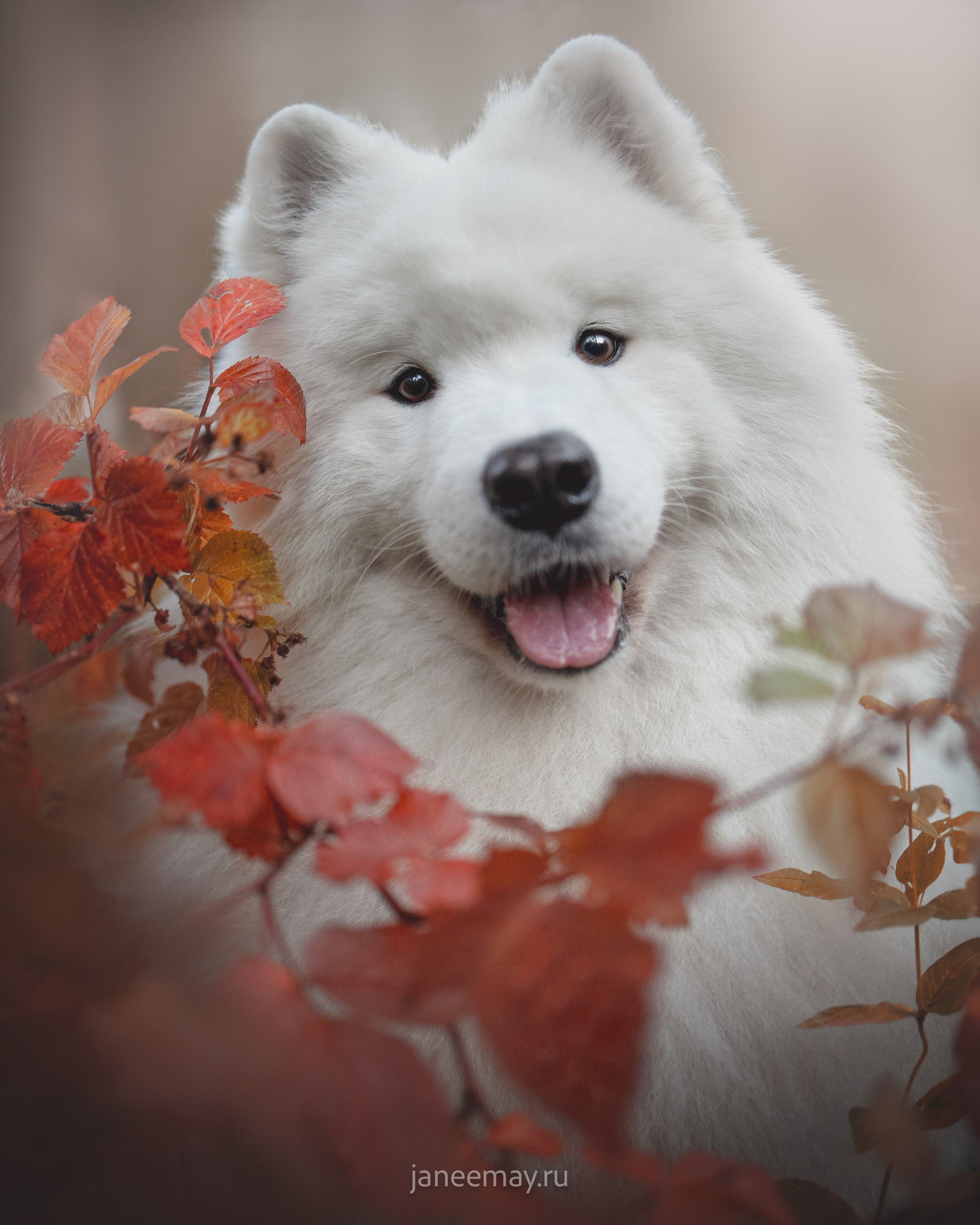 Фото собак, животных осенью. Фотограф анималист в Москве Майорова Евгения