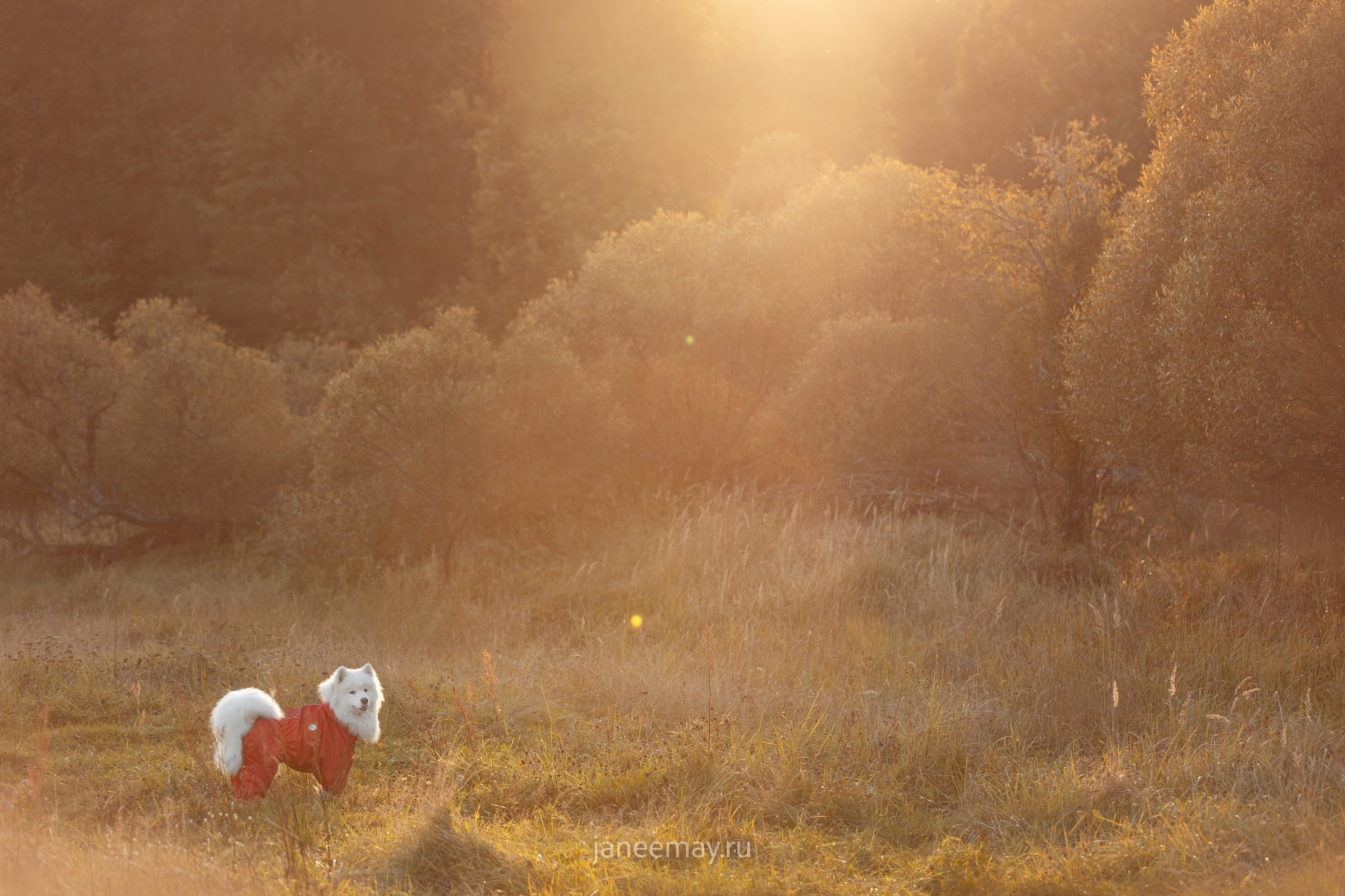 Фото собак, животных осенью. Фотограф анималист в Москве Майорова Евгения