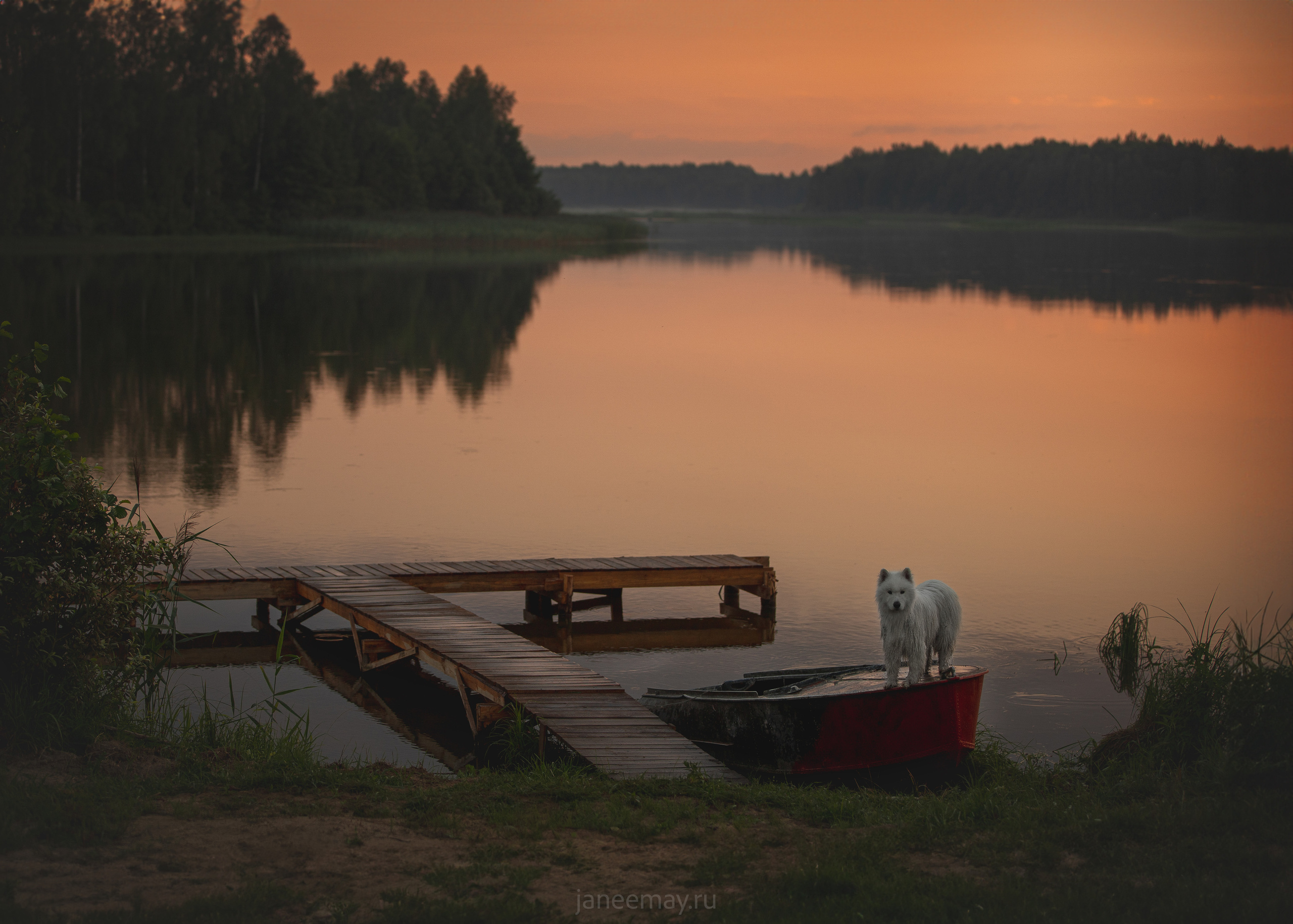Фото собак, животных летом. Фотограф анималист в Москве Майорова Евгения