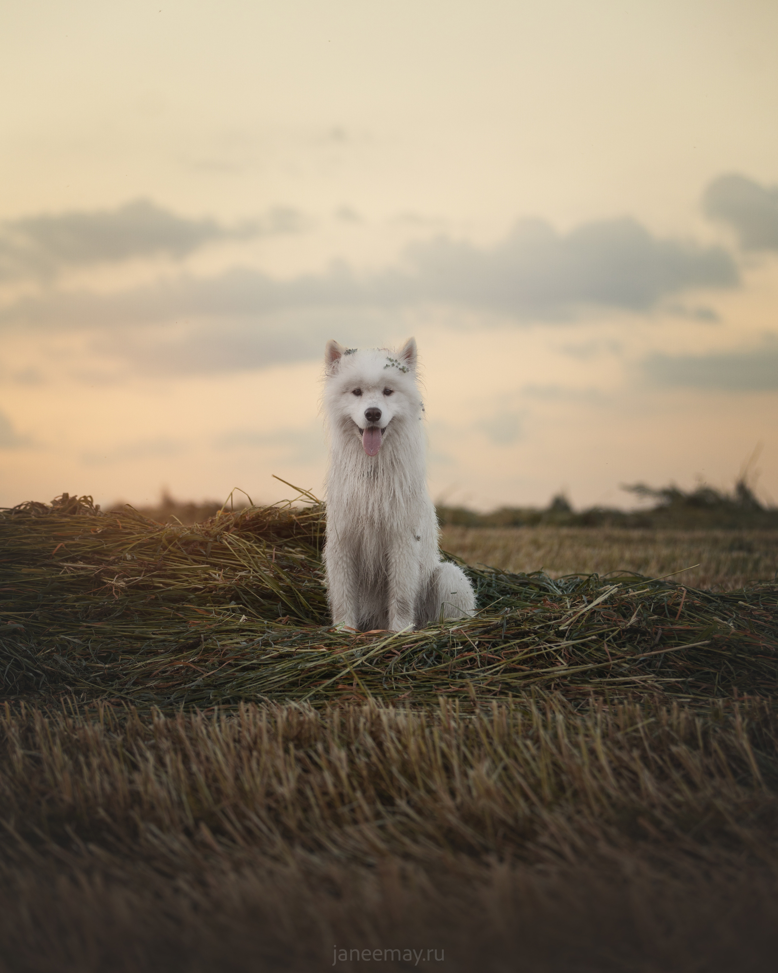 Фото собак, животных летом. Фотограф анималист в Москве Майорова Евгения
