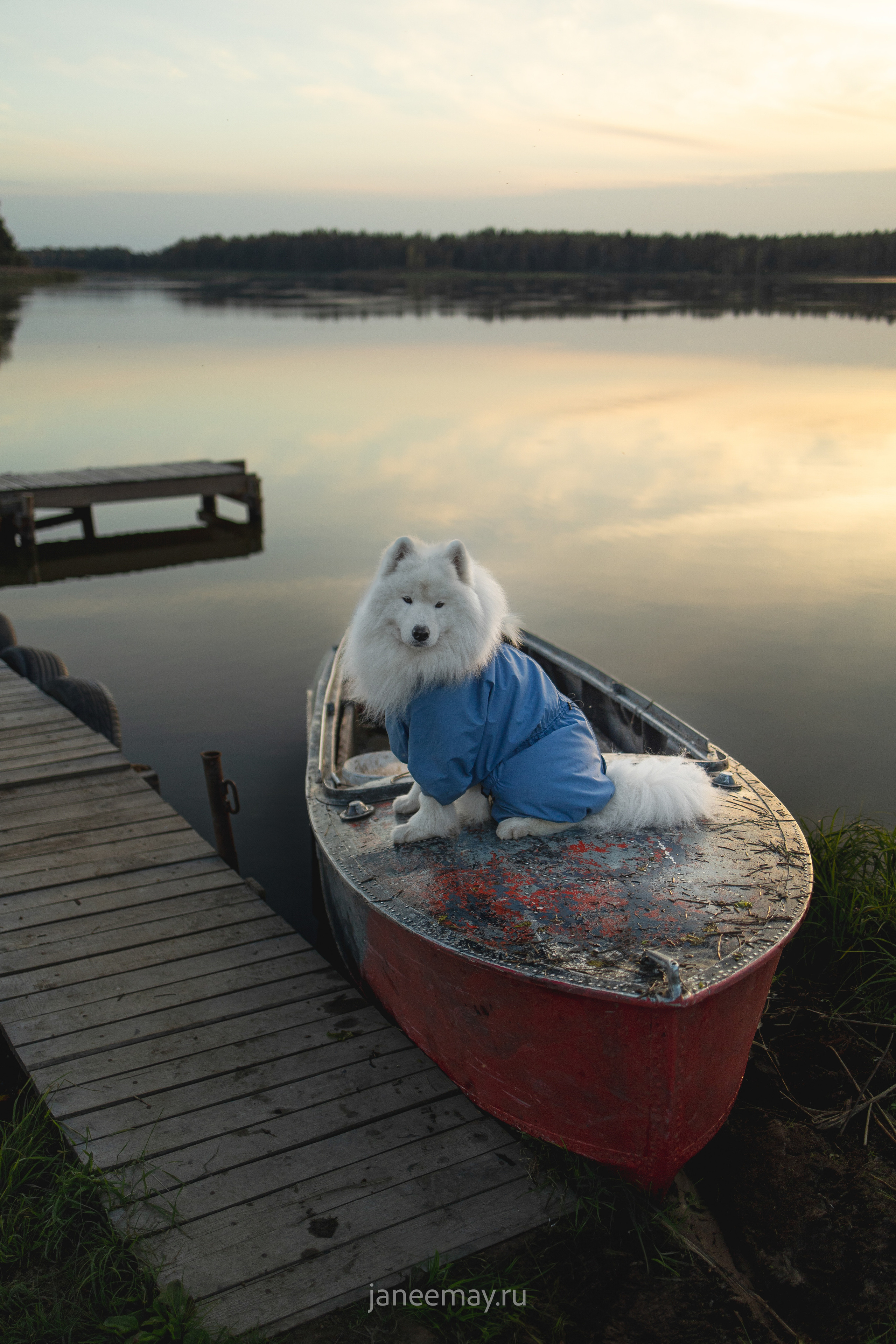 Фото собак, животных осенью. Фотограф анималист в Москве Майорова Евгения