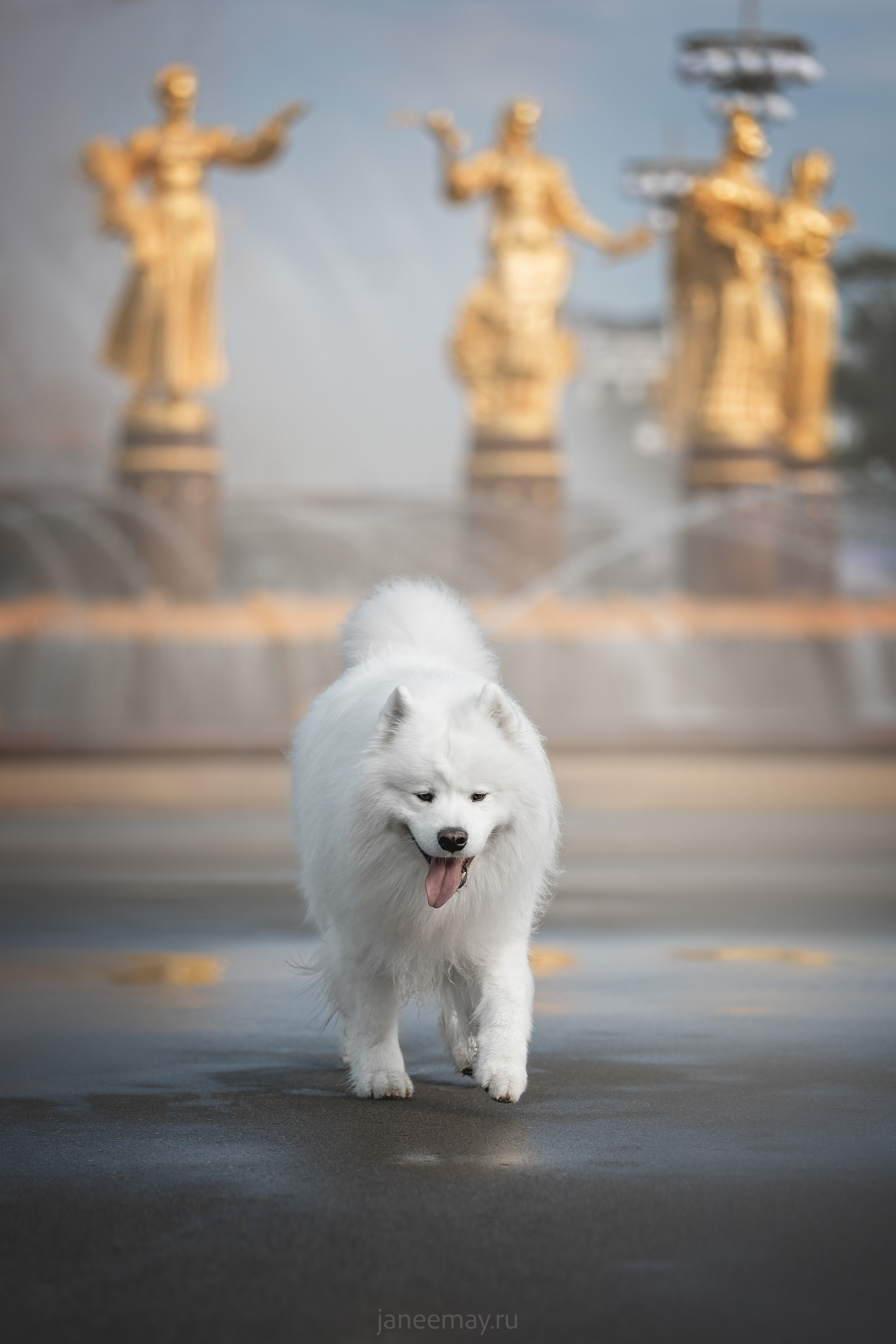 Дана, Никос, Теди и Люкс. Фотограф анималист в Москве Майорова Евгения