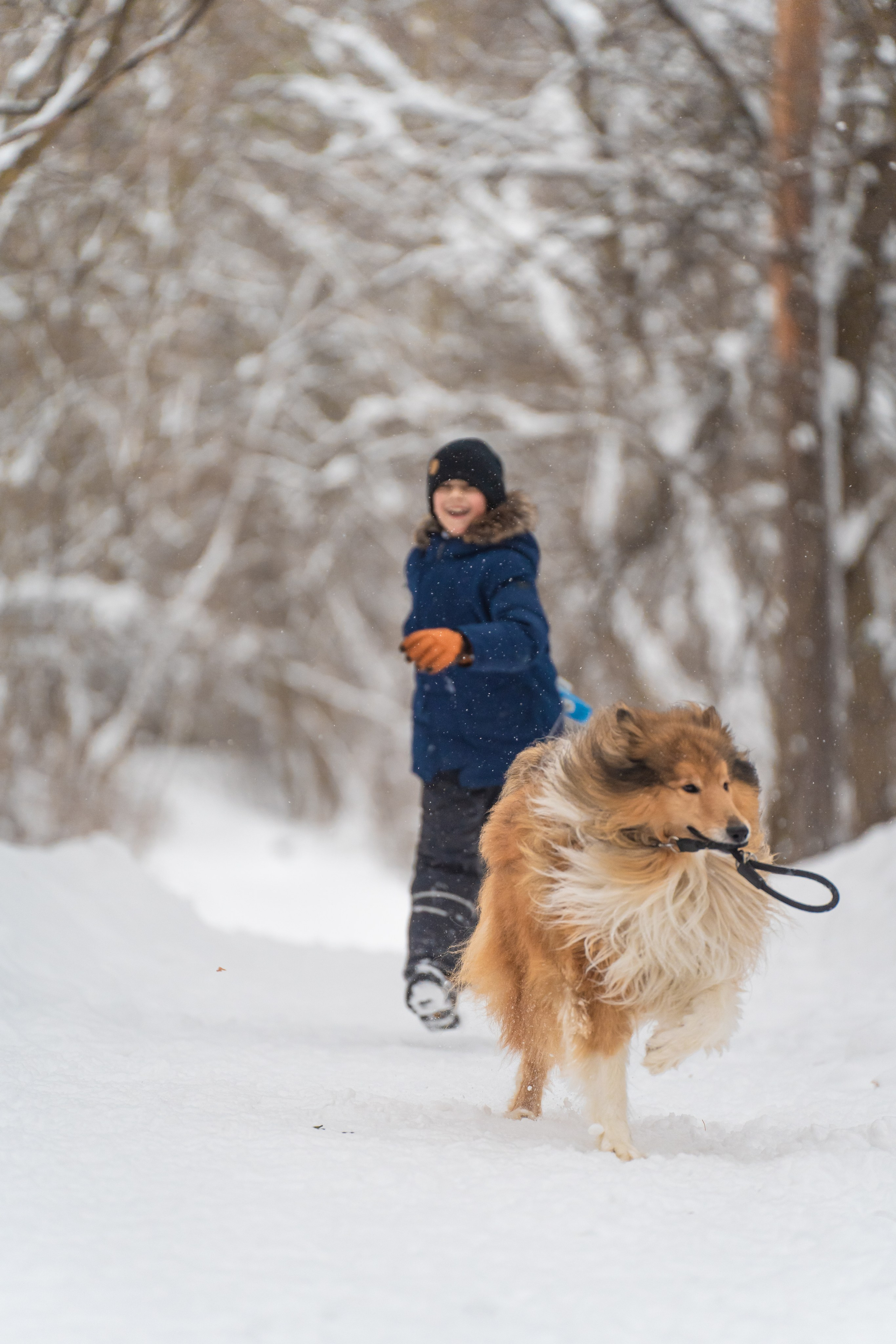 Елена, Виктор, Никита и колли Рафаэль. Фотограф в Москве Ленарская Дарья