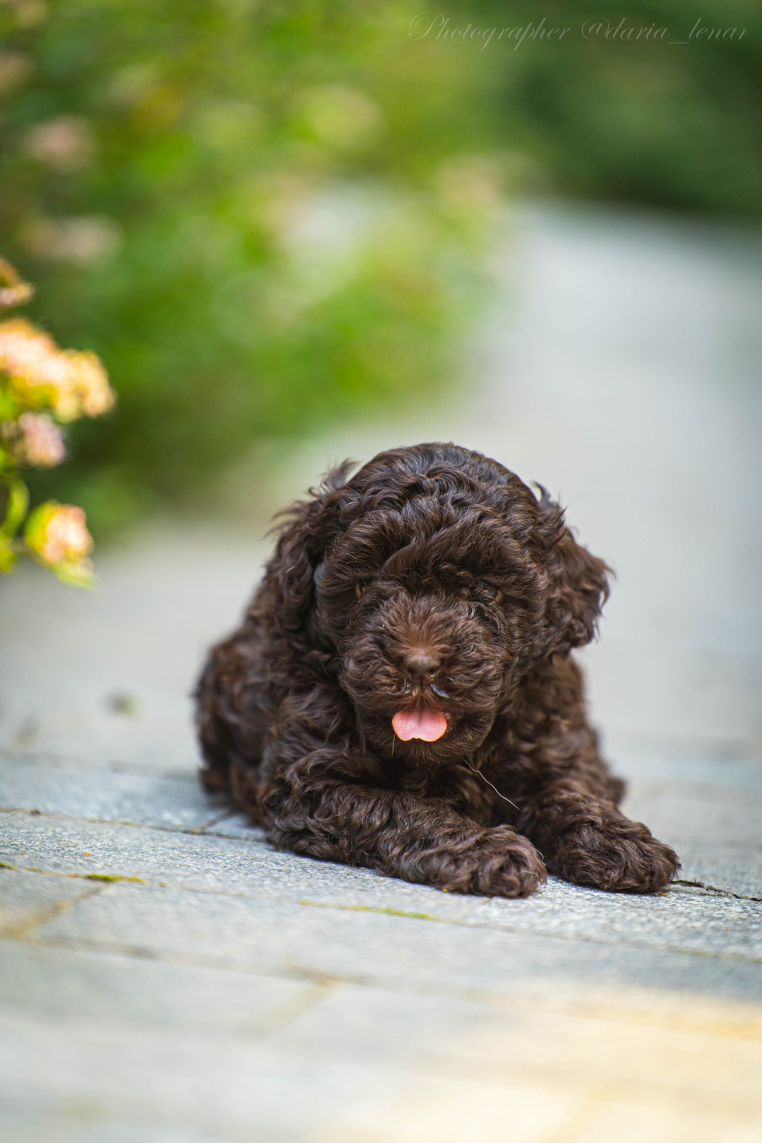 Питомник мини-пуделей. Фотограф в Москве Ленарская Дарья