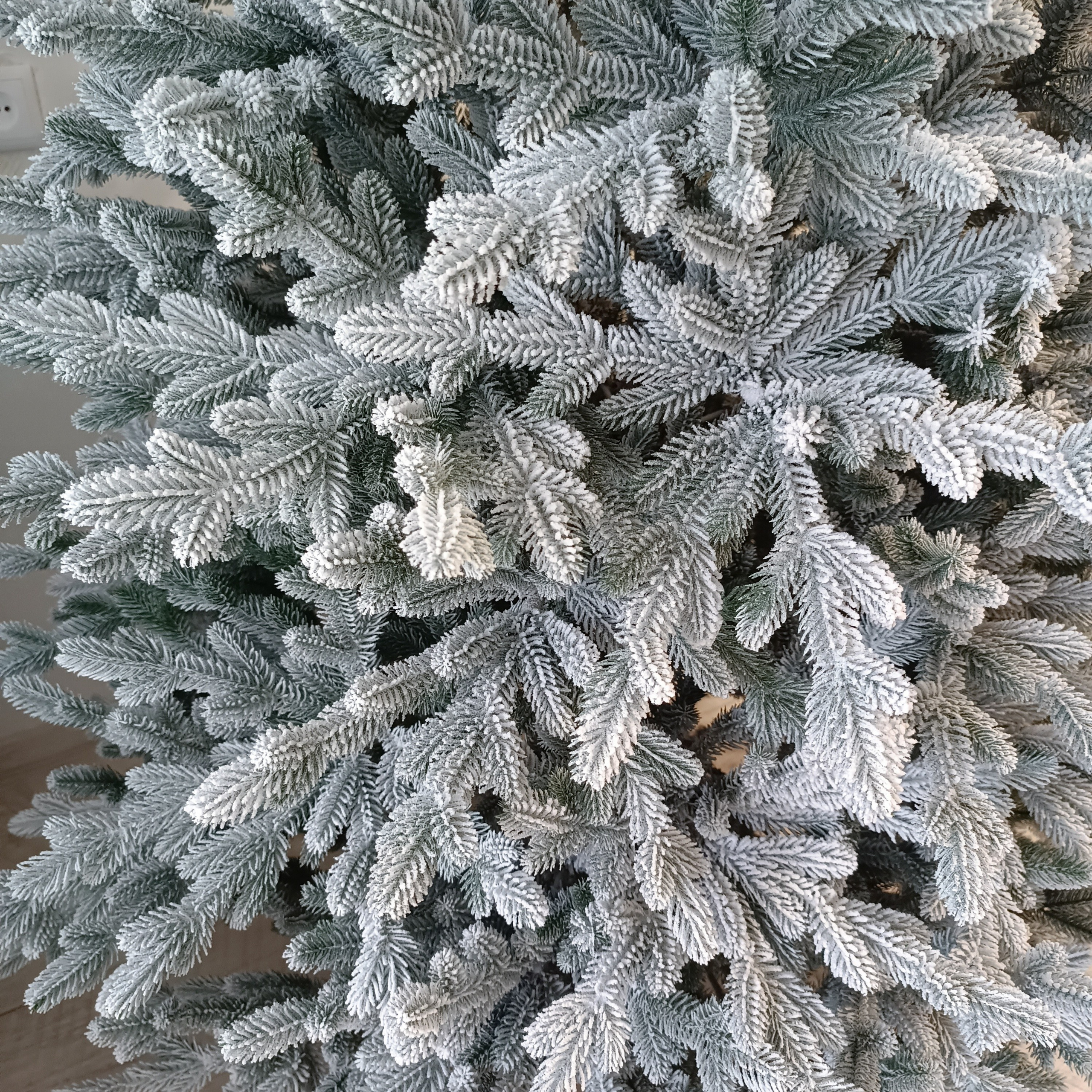 ВИВА. Elki_grodno