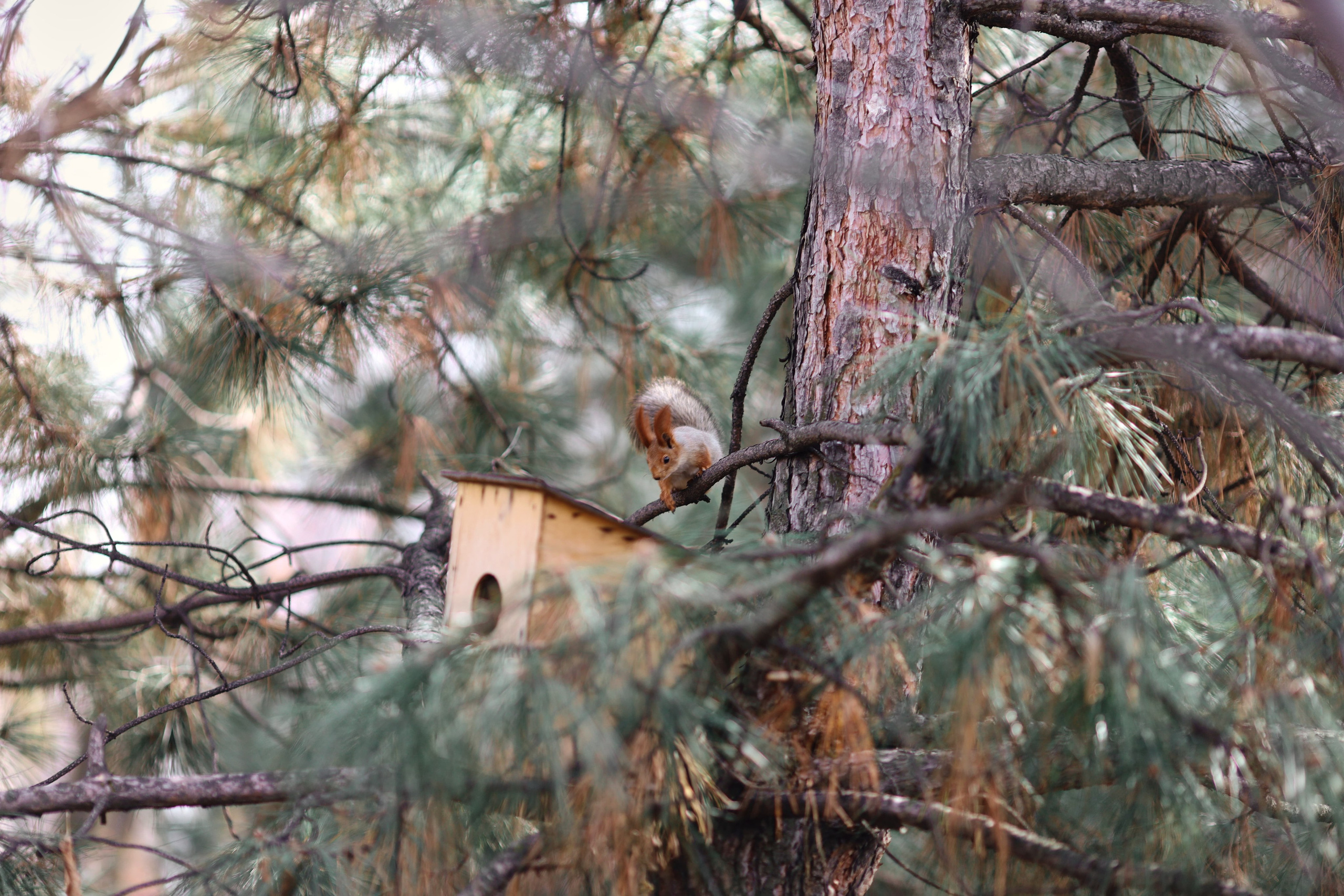 Фотография белка