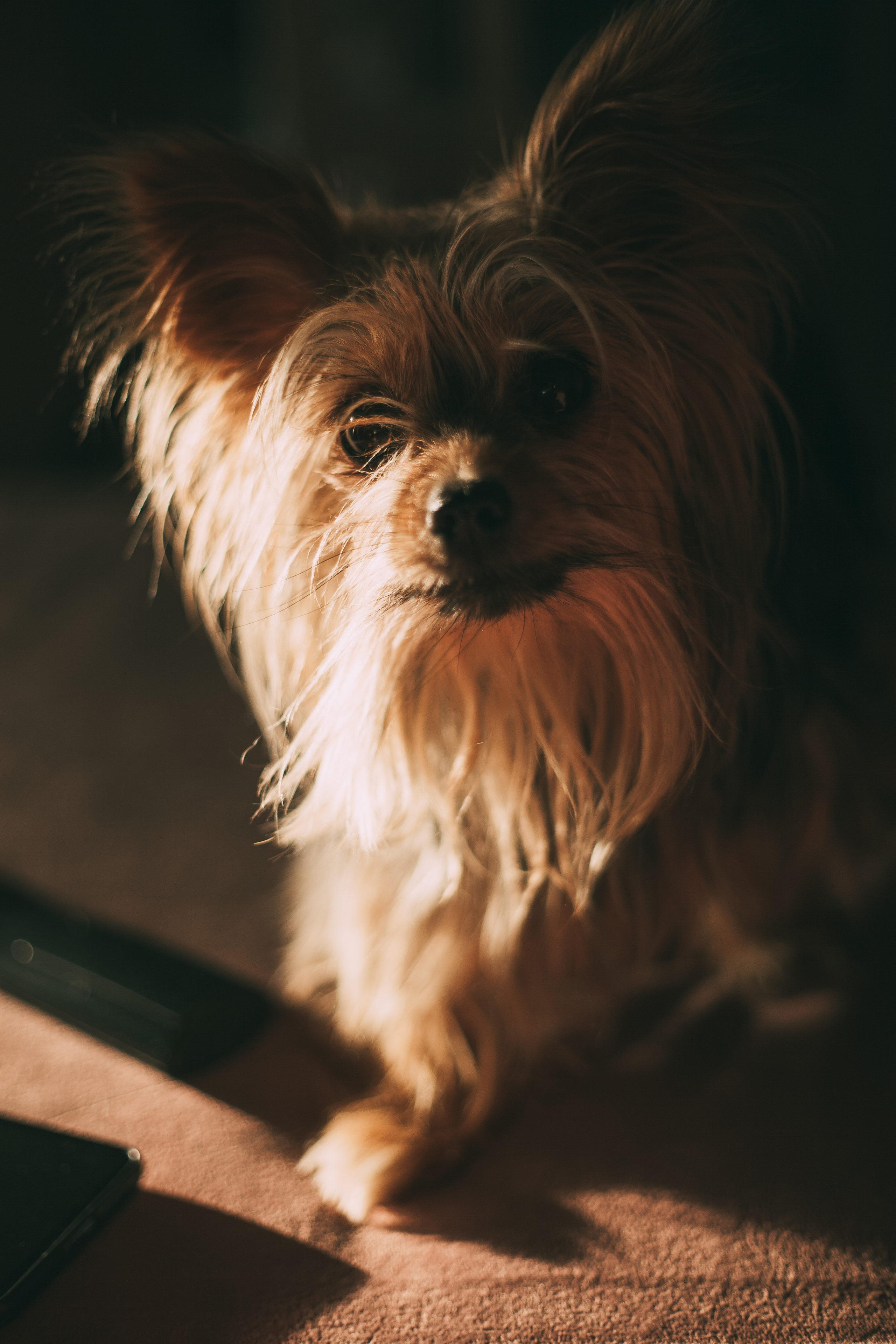 Артем, Вероника и Алисия. Семейный и свадебный фотограф в Ижевске Лушникова Екатерина