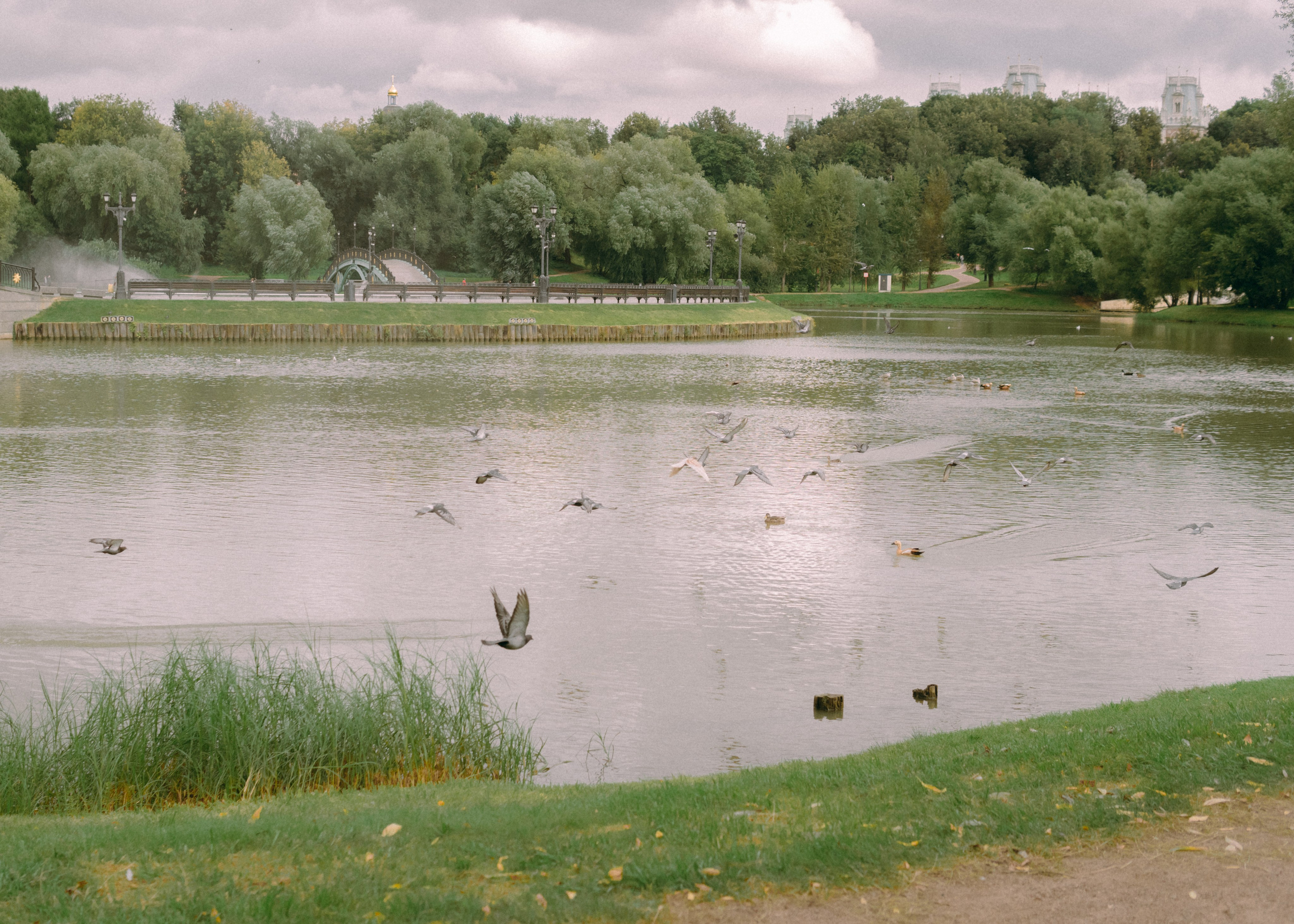 Свадебная лавстори Димы и Милены. Фотограф-анималист Ксения Воробьева, Москва