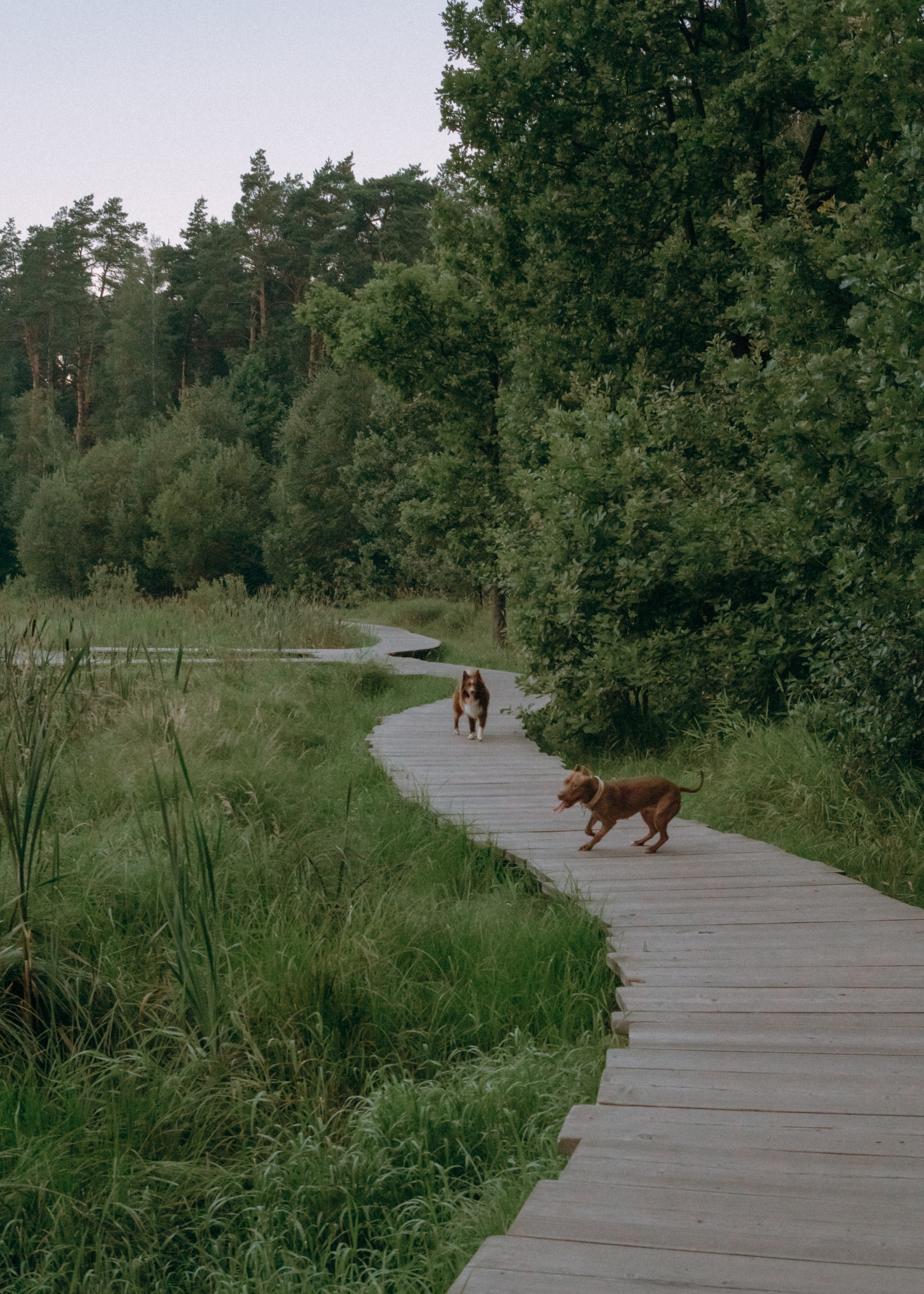 Виолетта, Лила и Питер. Фотограф-анималист Ксения Воробьева, Москва