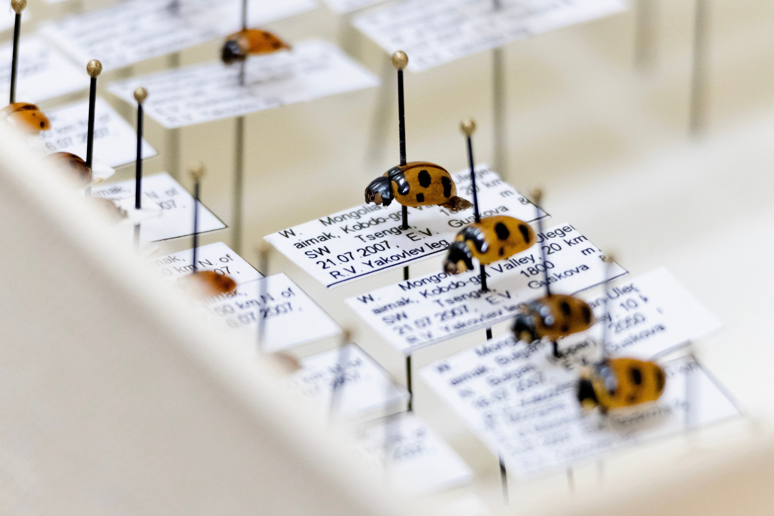 Зоя Ивановна Тюмасева. Профессор, преподаватель русского языка и литературы, энтомолог. Репортажный фотограф Наталья Лапцевич