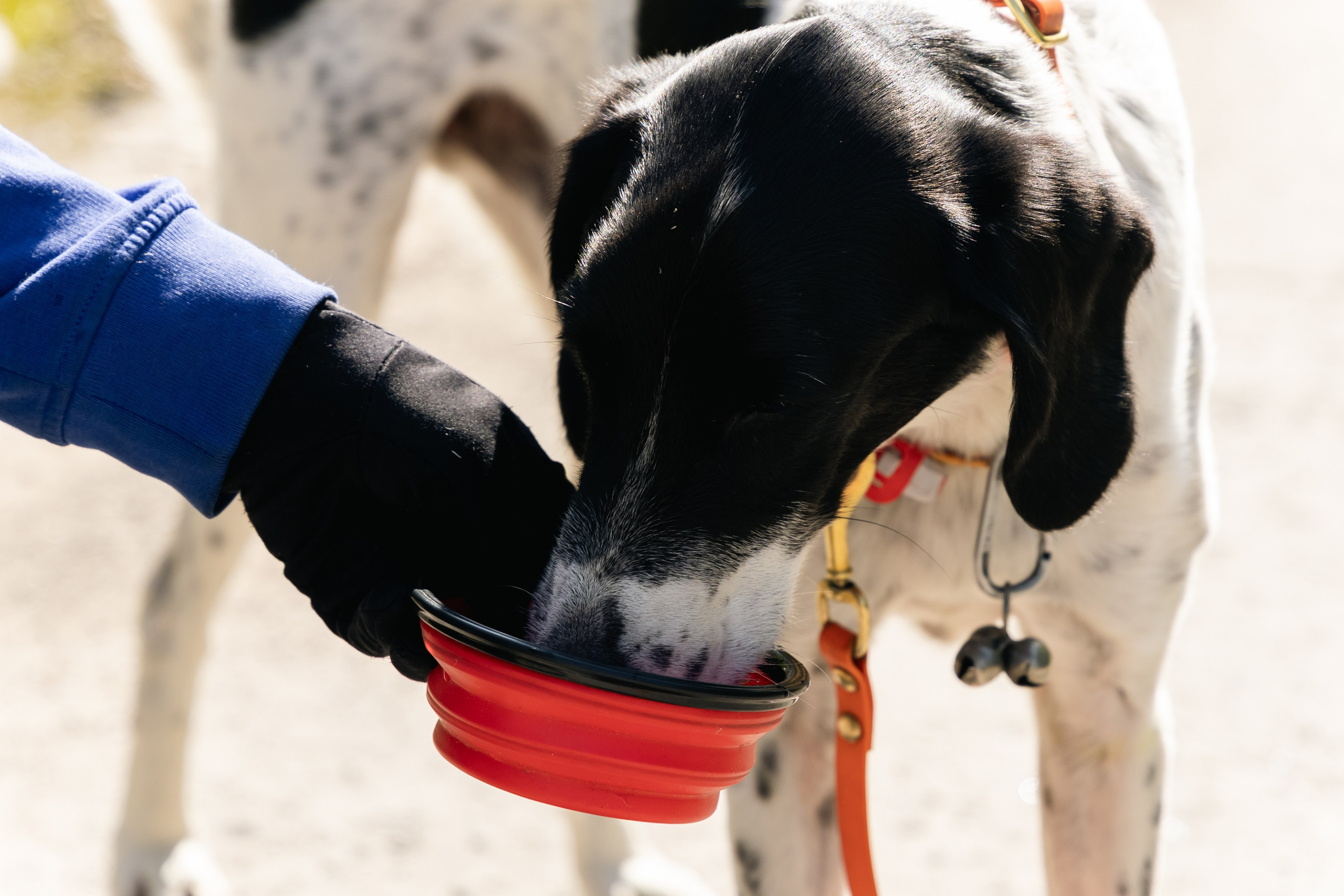 VI ОТКРЫТЫЕ КИНОЛОГИЧЕСКИЕ СОРЕВНОВАНИЯ. ЧЕЛЯБИНСКАЯ ОБЛАСТЬ 2025. Репортажный фотограф Наталья Лапцевич