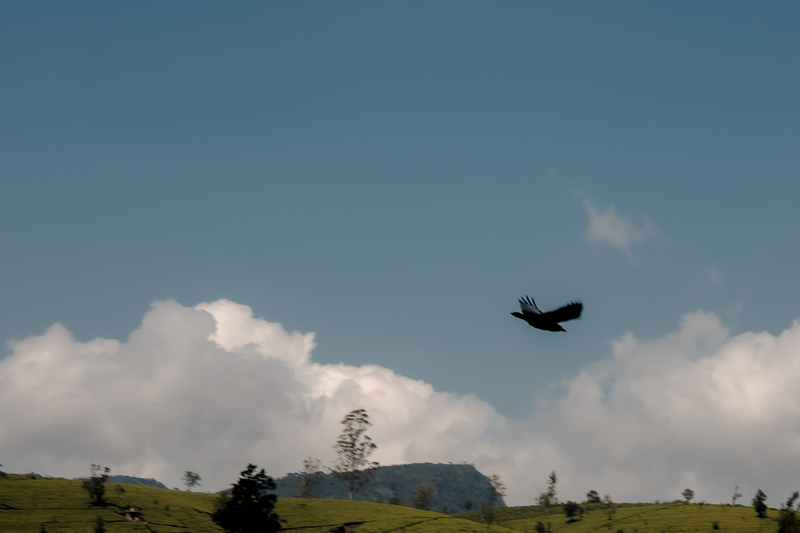 Sri Lanka, Nuwara Elia 2026. Art Photographer