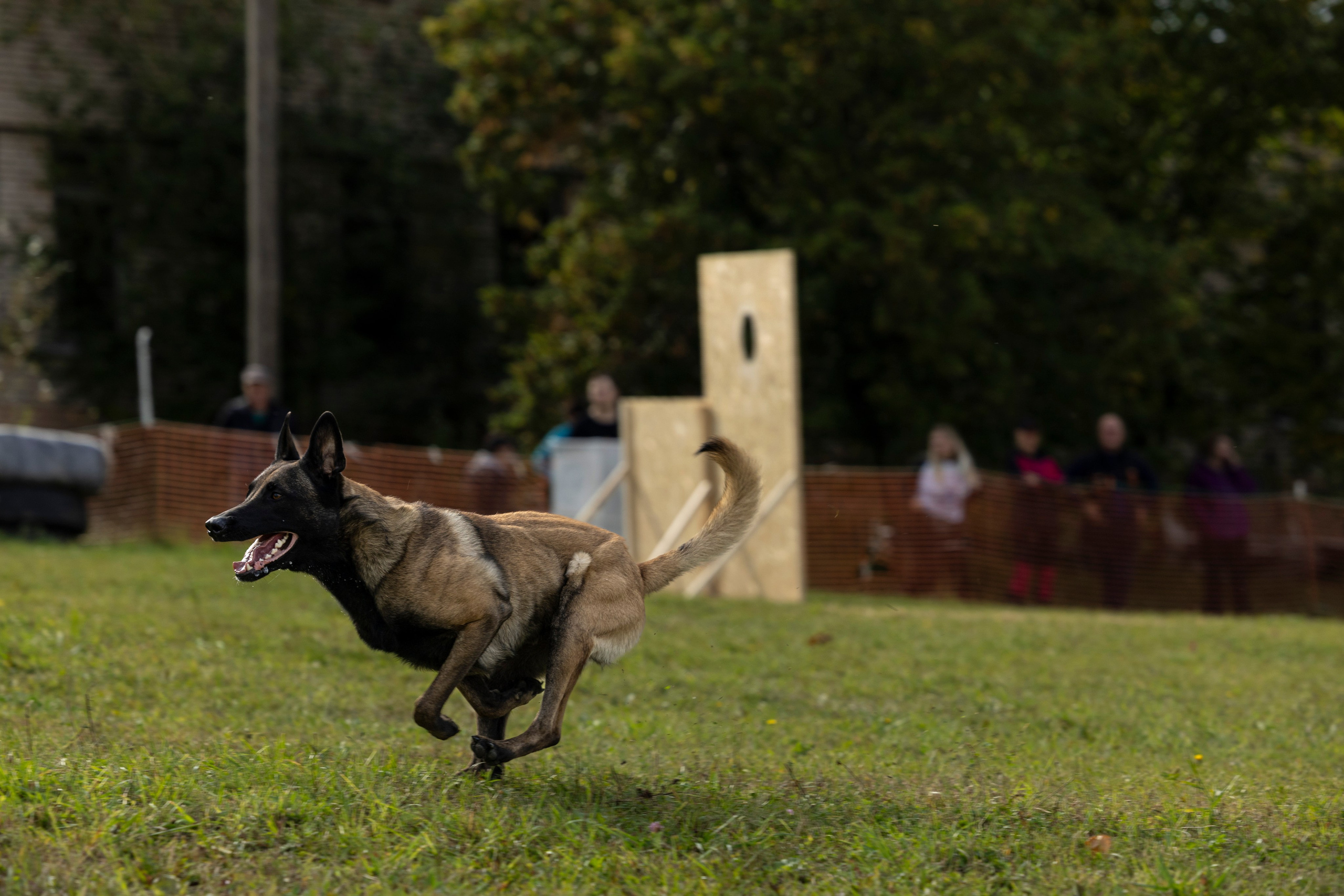 Испытания по Мондьорингу г. Пушкин. Фотограф-анималист Анна Маринич