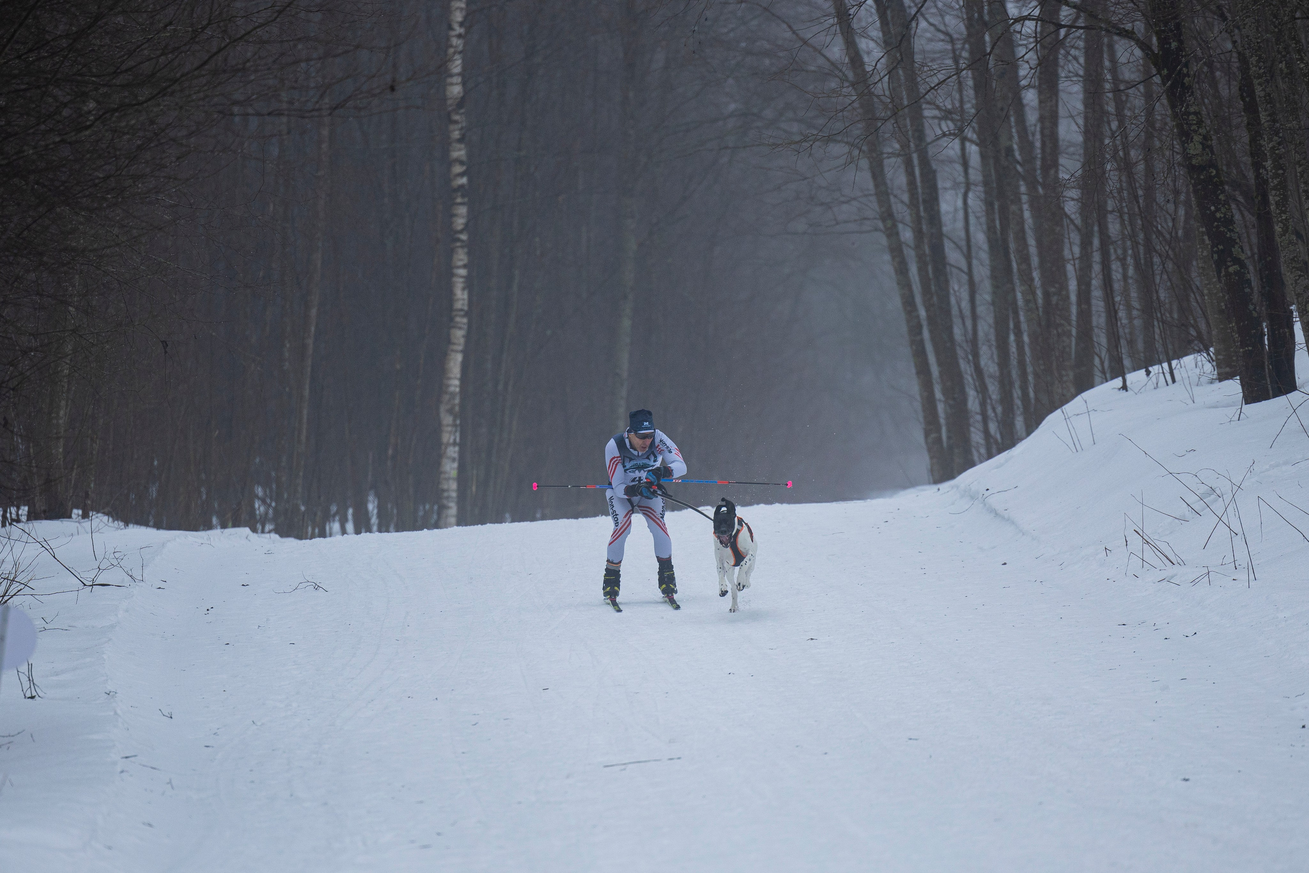 Зимний Чемпионат Санкт-Петербурга по ездовому спорту. Фотограф-анималист Анна Маринич