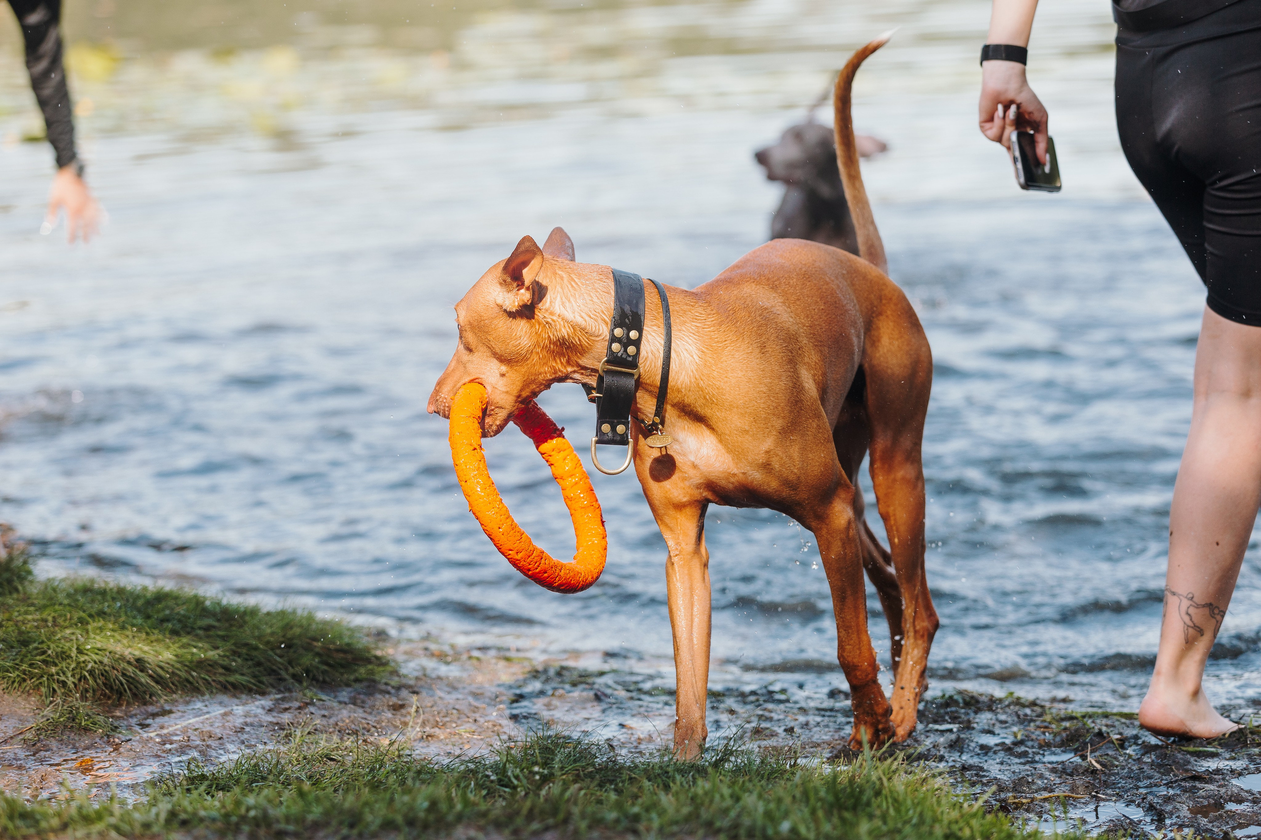 Petshop Sup day. Фотограф анималист Кристина Карпова, Москва
