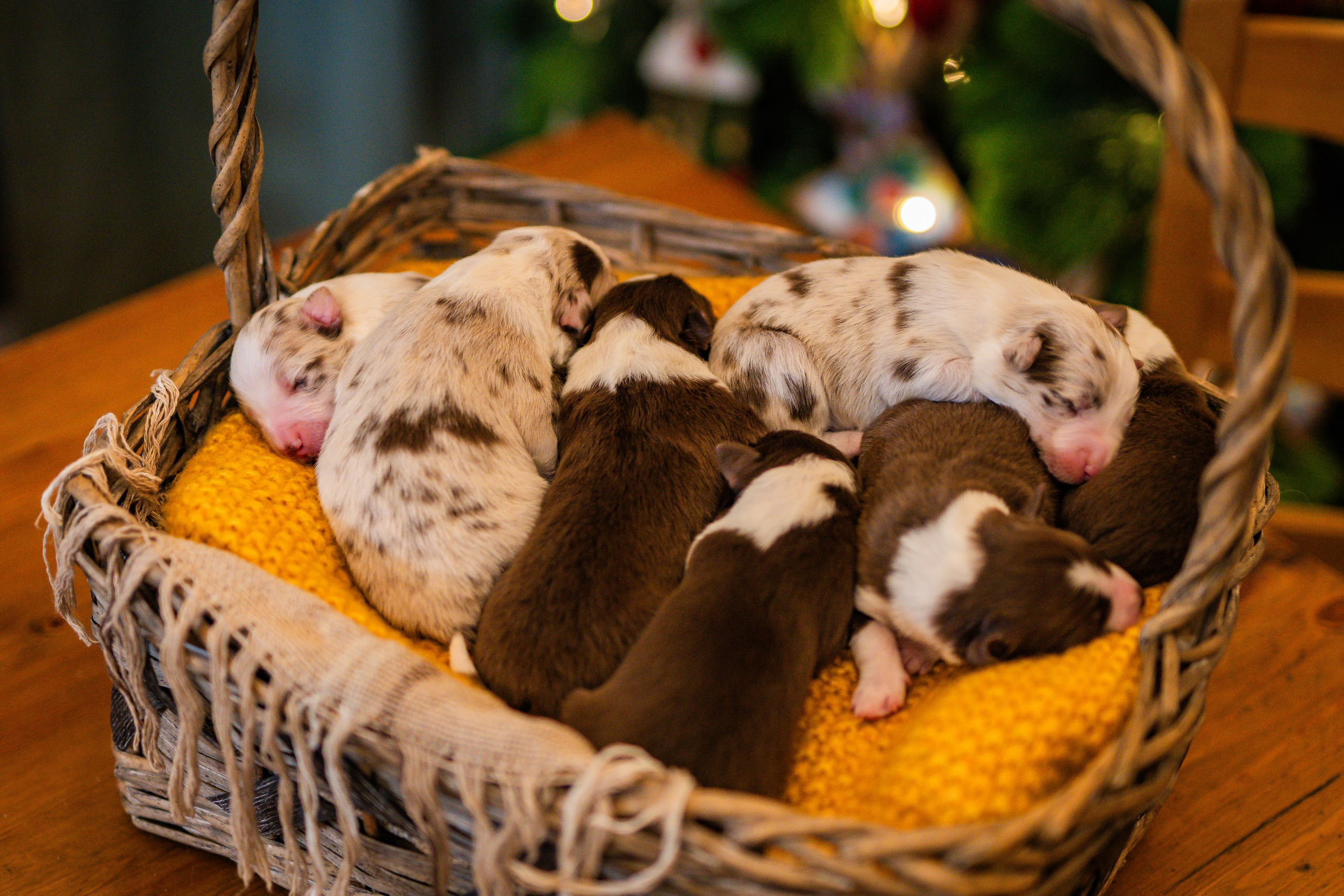 Фритсвит. Семейный фотограф Ефремова Виктория
