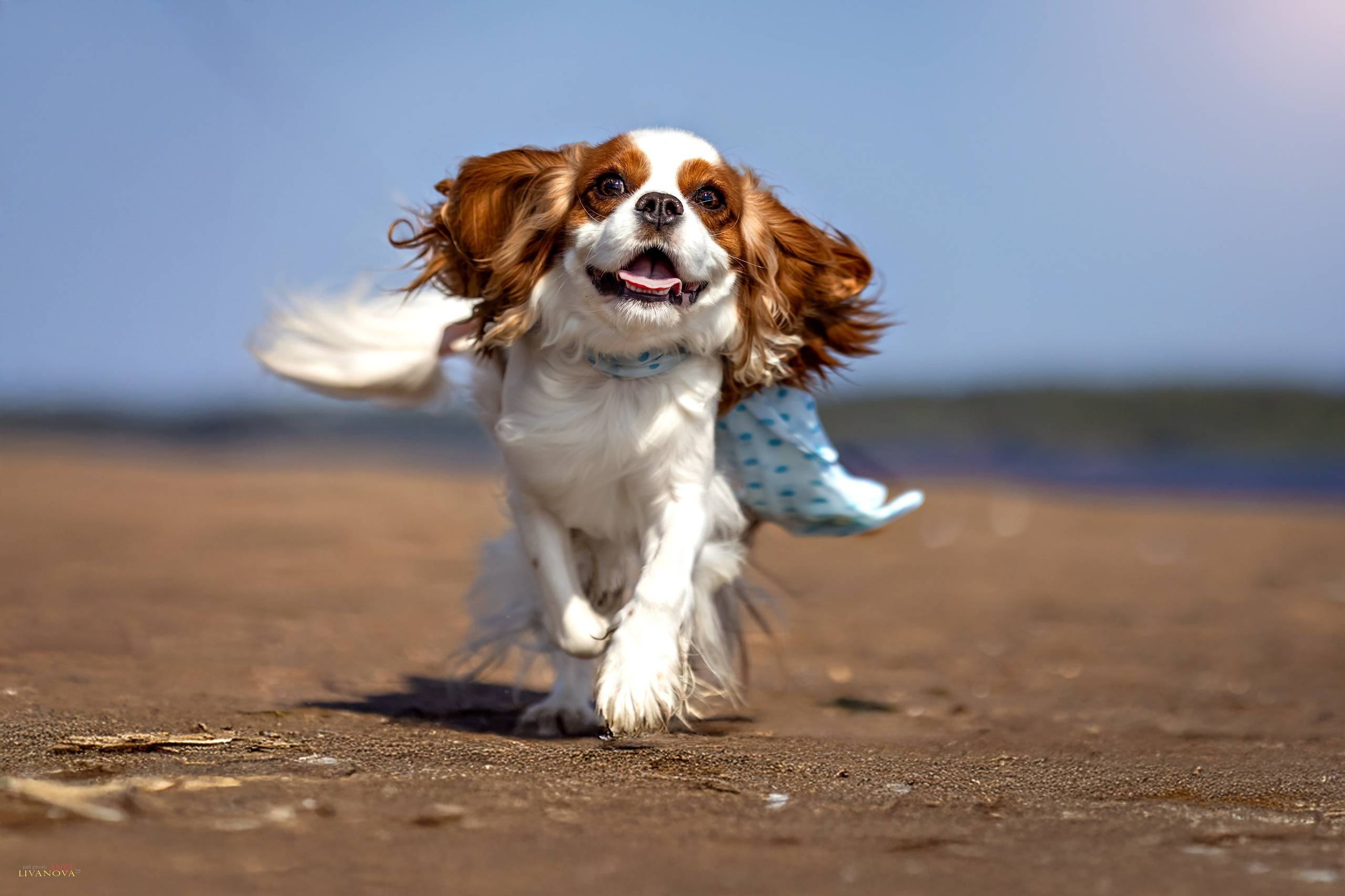 Аня и Миля. Фотограф анималист Аня Ливанова | Рыбинск