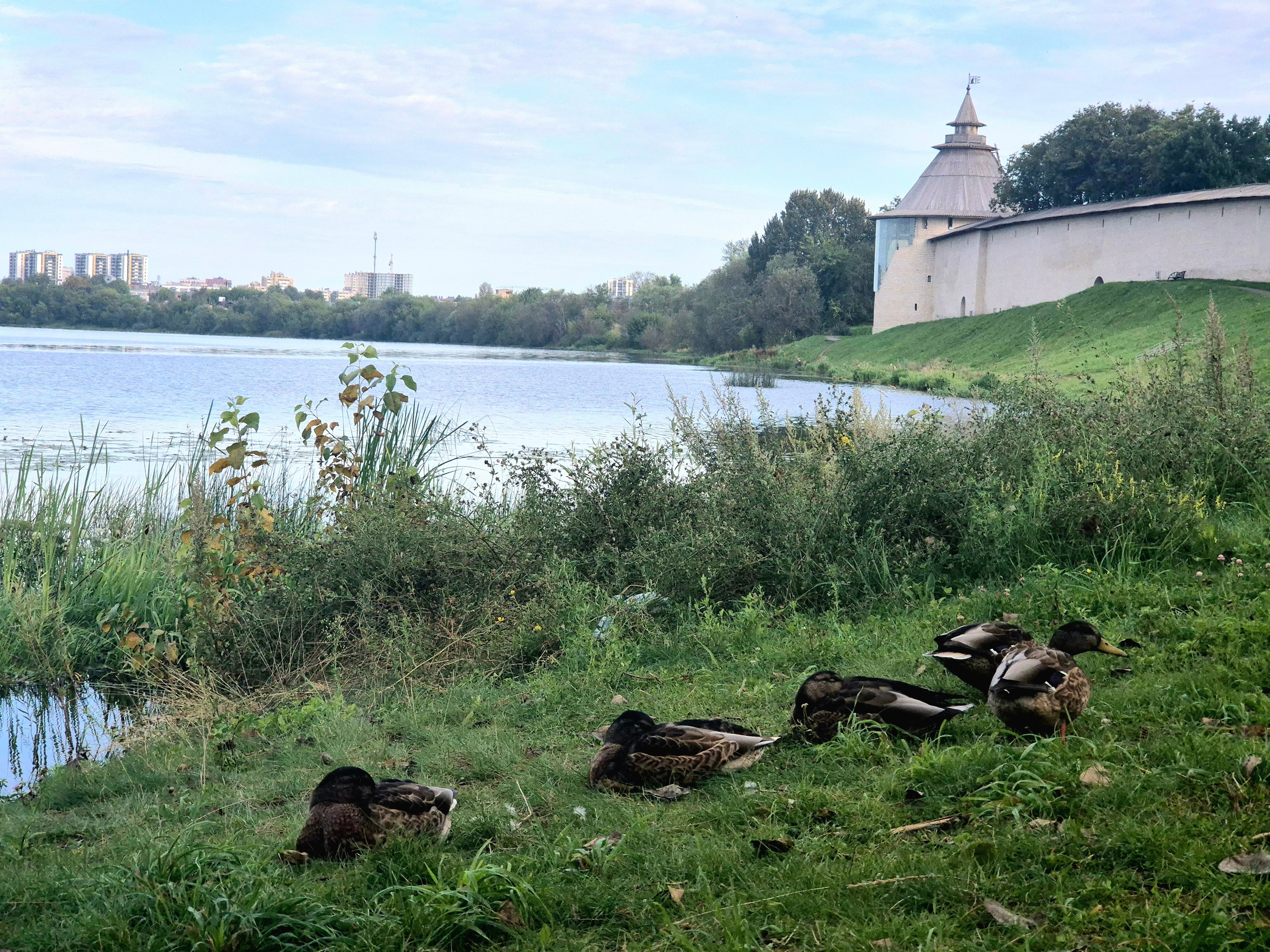 Утром на набережной только рыбаки и утки. Поболтал с рыбаками про течение - мнений от 1 до 10 км/ч. А 2/3 дистанции - против течения. 10 км/ч в лоб - это сильное заявление :)