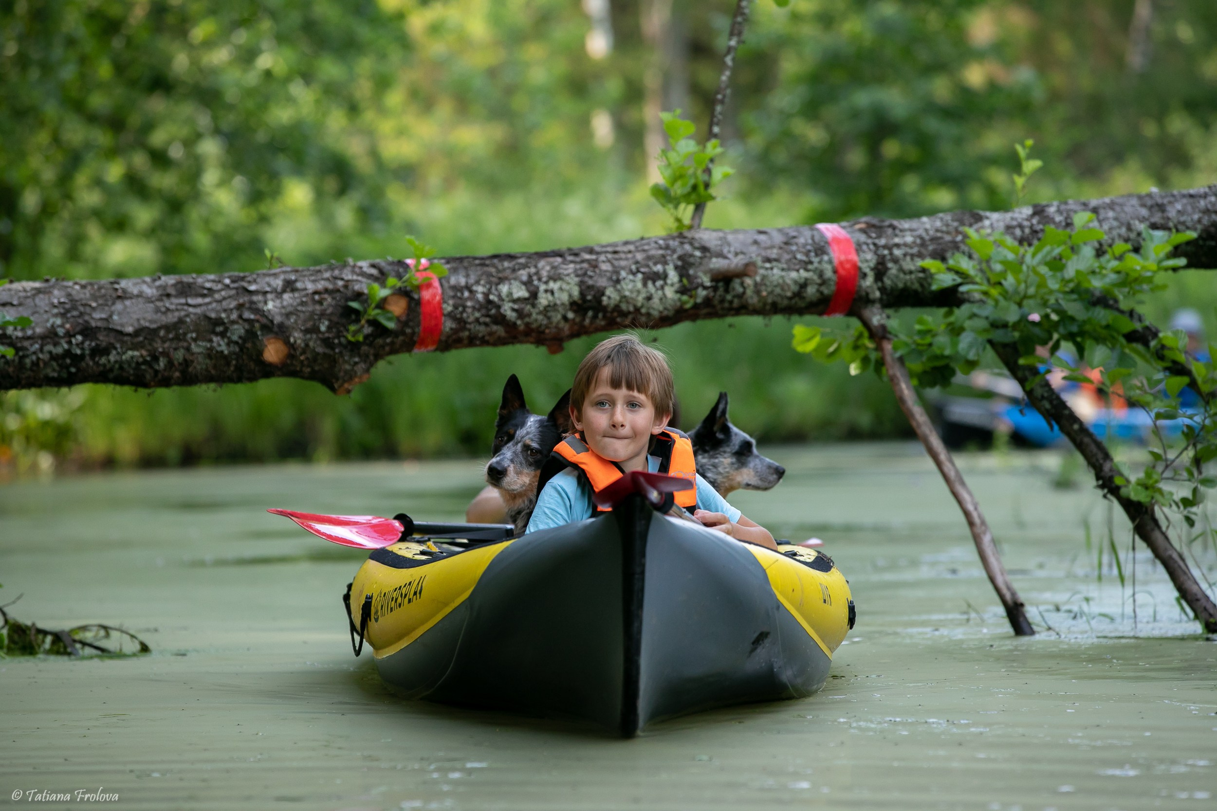 Фотоочет о сплаве на байдарках вместе с собаками. Фотограф-анималист в Москве и Московской области Татьяна Фролова