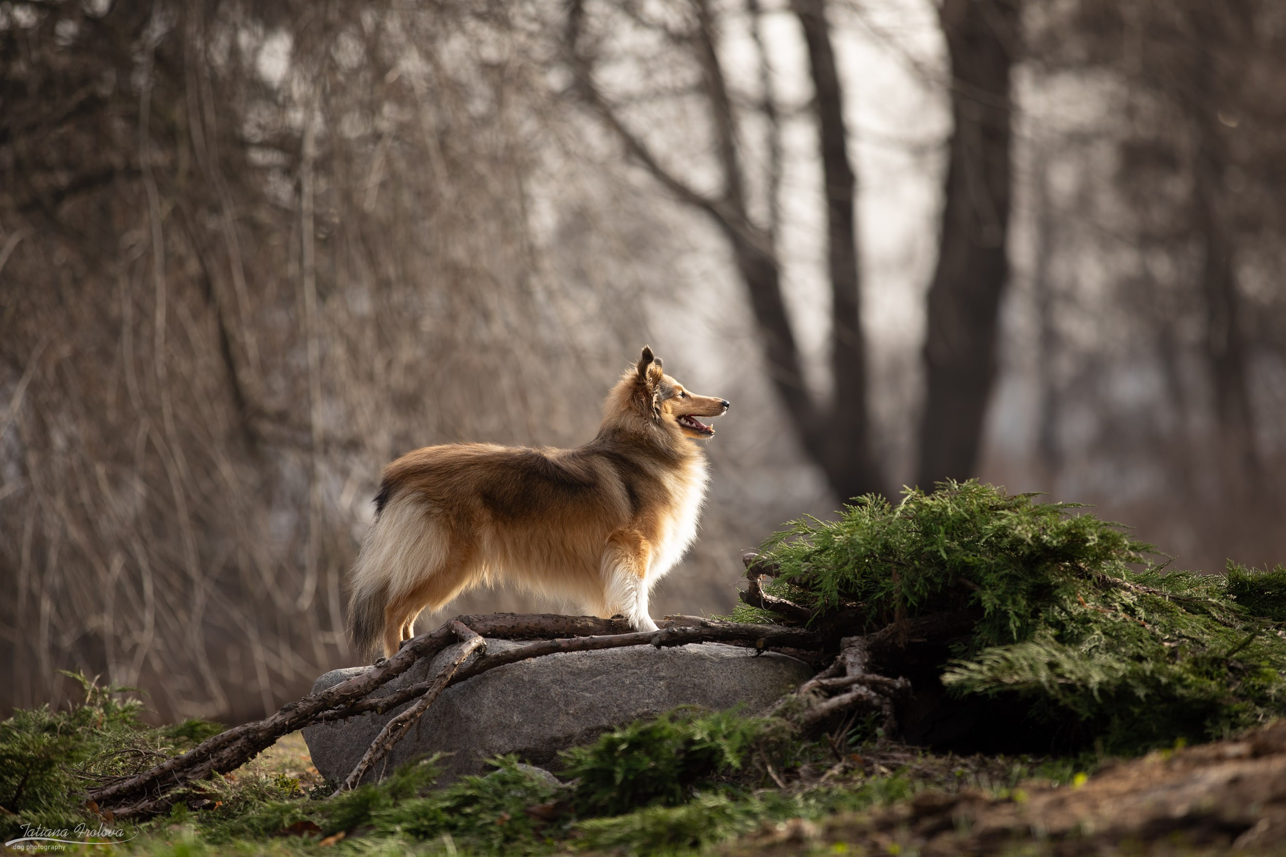 Фотопрогулка для шелти и её хозяйки в Ботаническом саду. Фотограф-анималист в Москве и Московской области Татьяна Фролова
