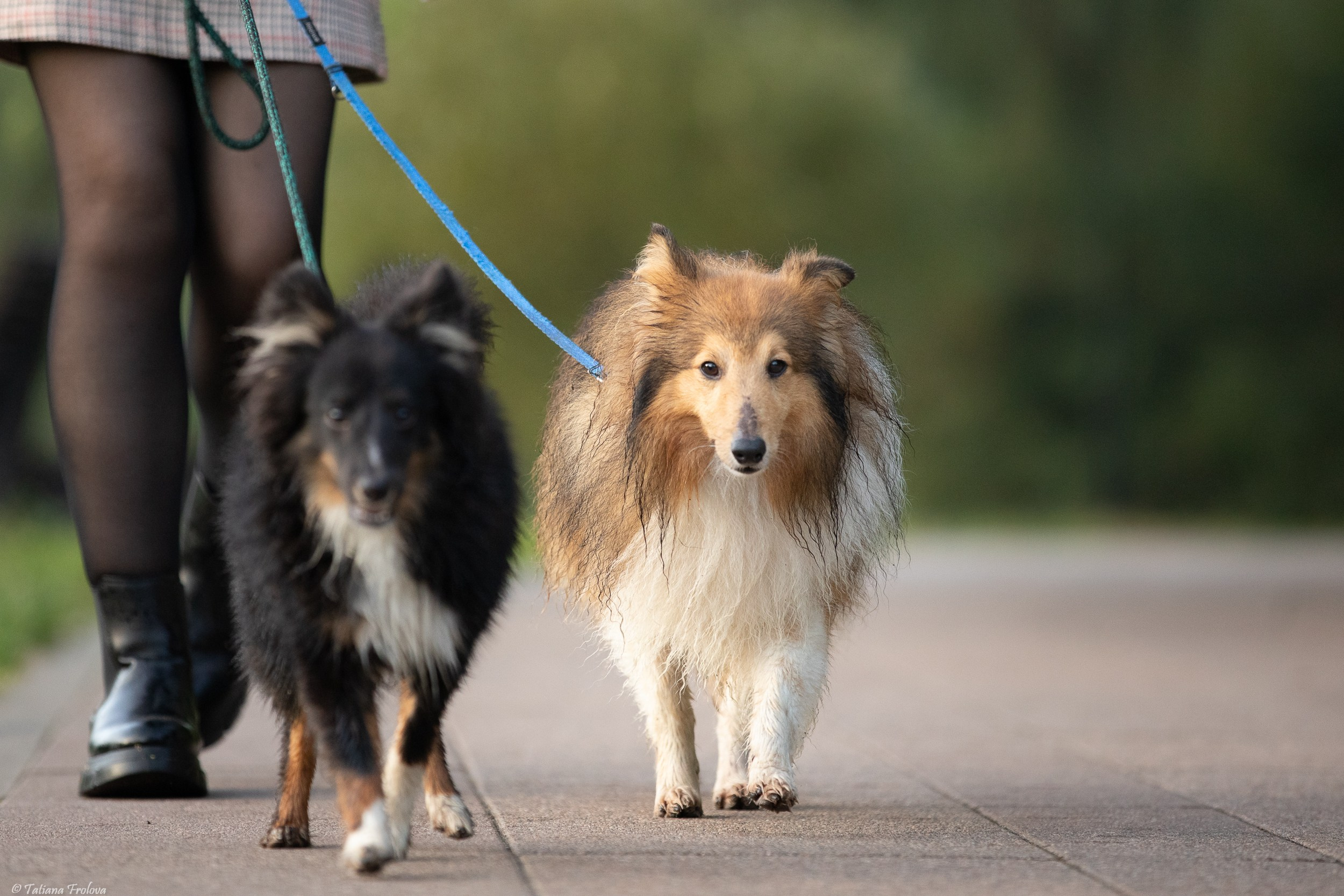 Утренняя фотопрогулка с двумя собаками по Москве. Фотограф-анималист в Москве и Московской области Татьяна Фролова