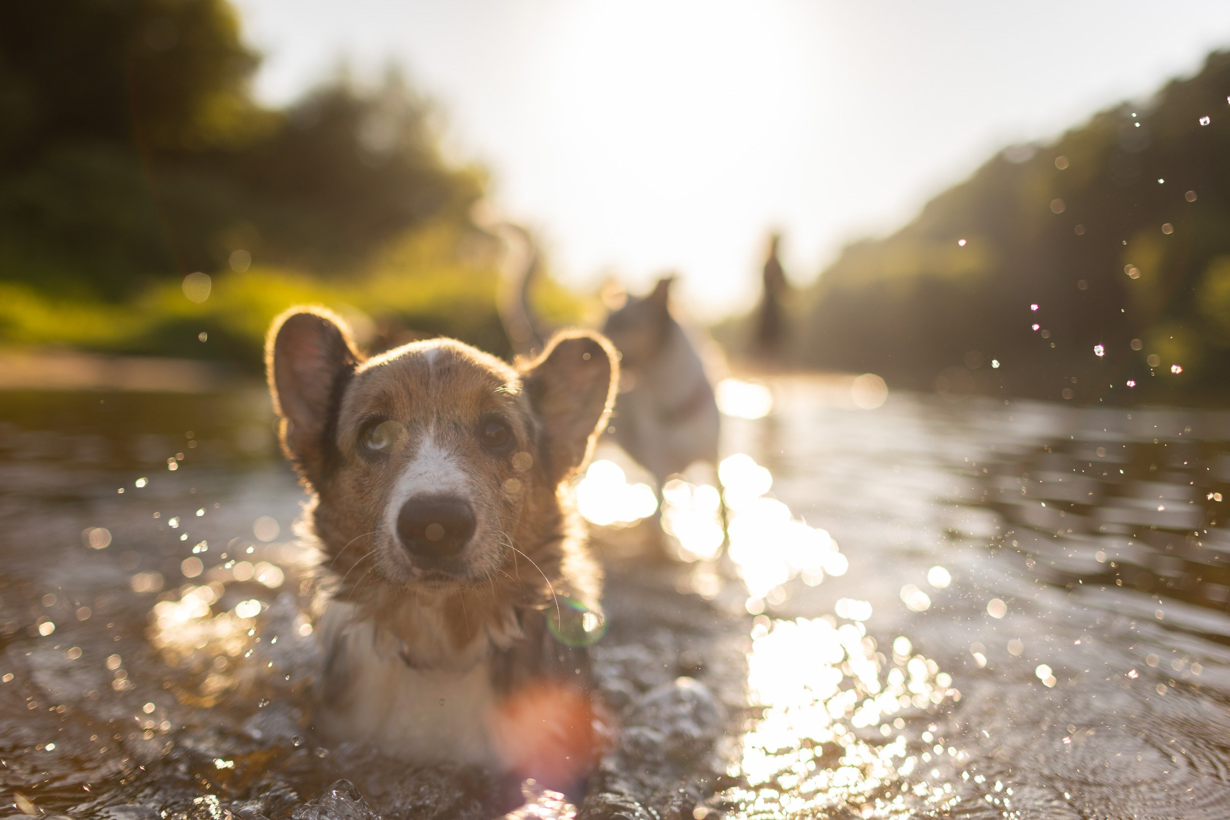 Купание щенков в стиле лайфстайл. Фотограф-анималист в Москве и Московской области Татьяна Фролова