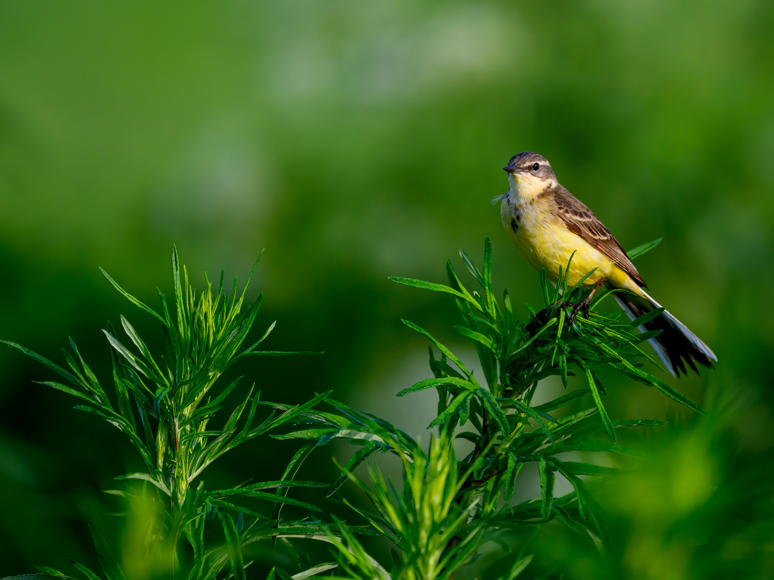 Охота совы. Фотограф Сергей Пупонин