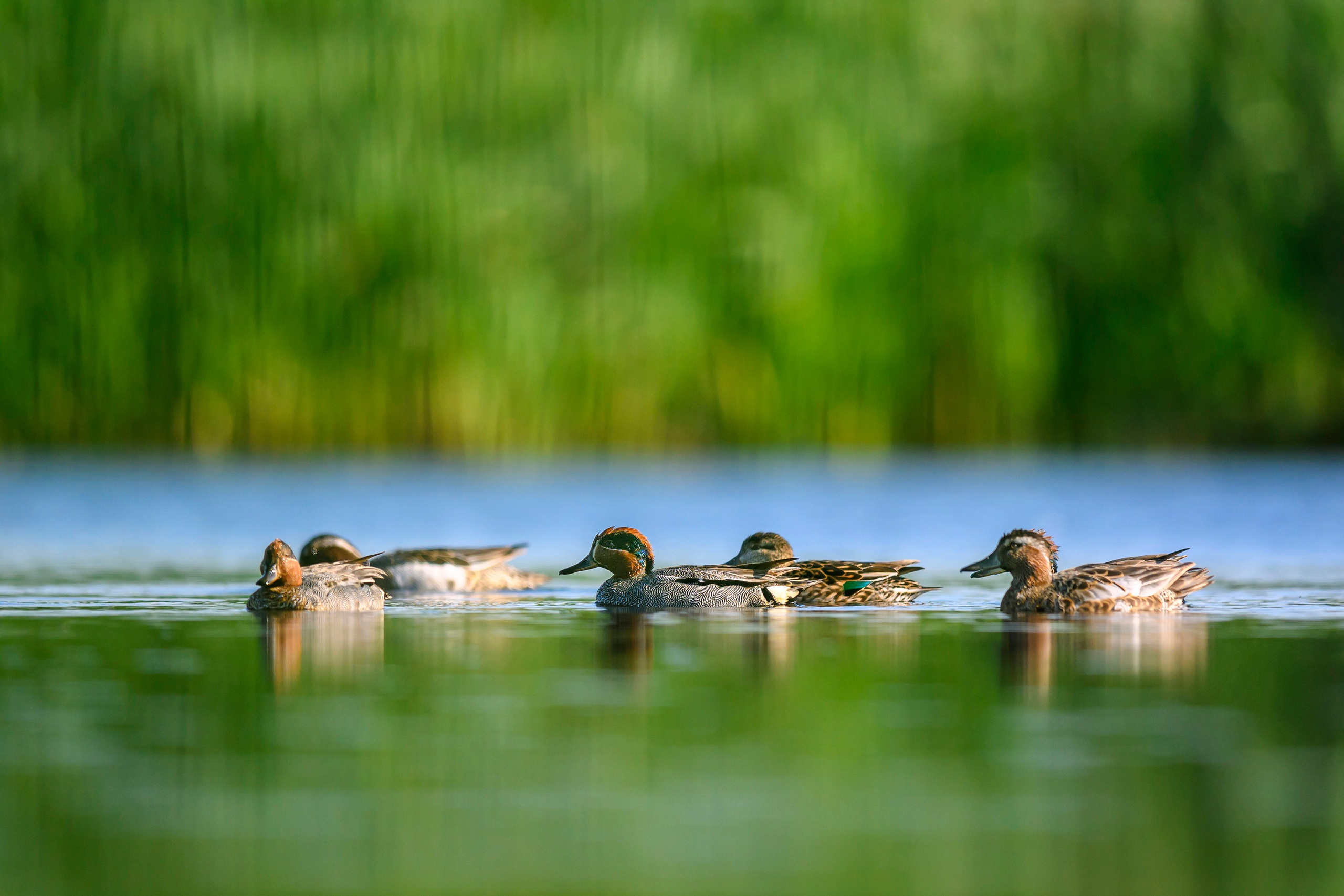 Чирки. Wildlife photography by Sergey Puponin