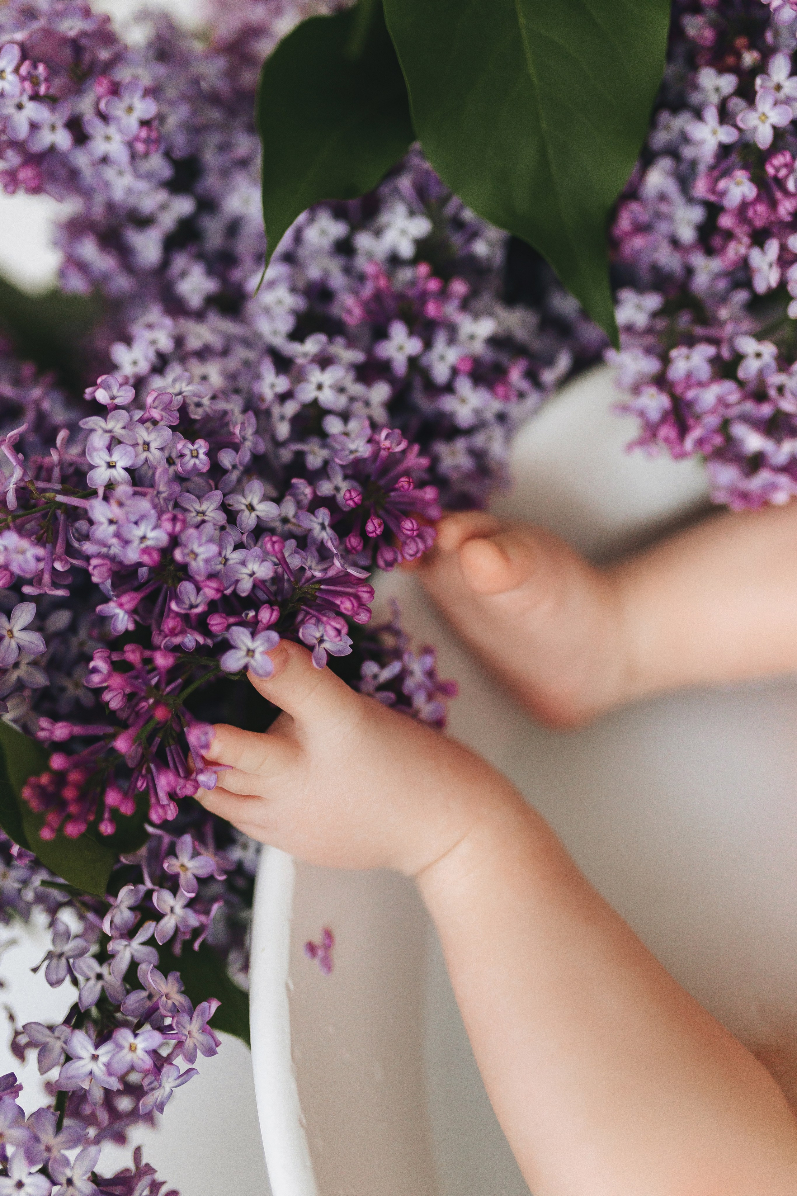 Сирень 2025. Фотограф новорожденных Серпухов, Протвино, Москва I Марина Бурмистрова