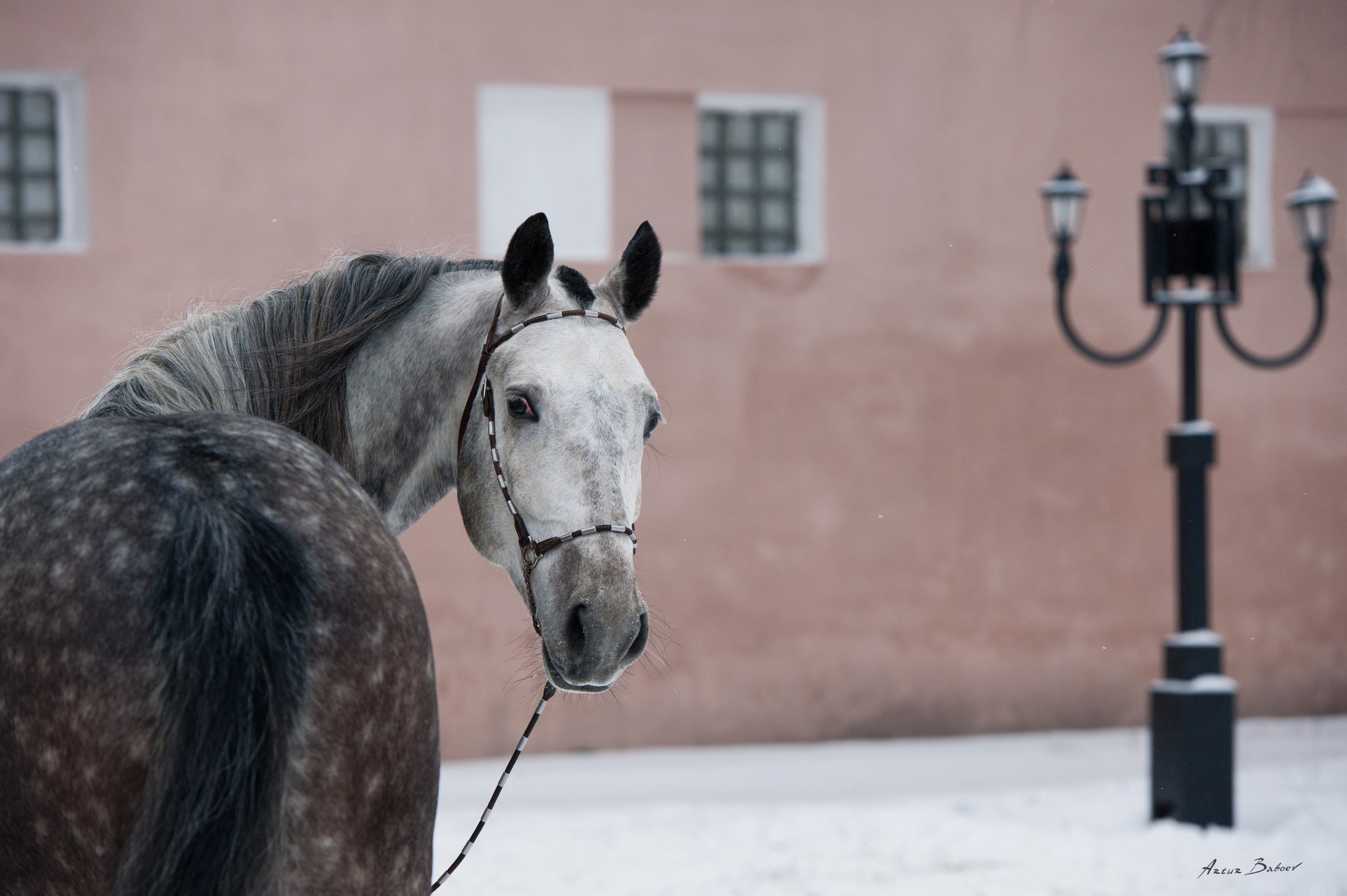 Gallery. Art photos of horses — ARTUR BABOEV | Photographer