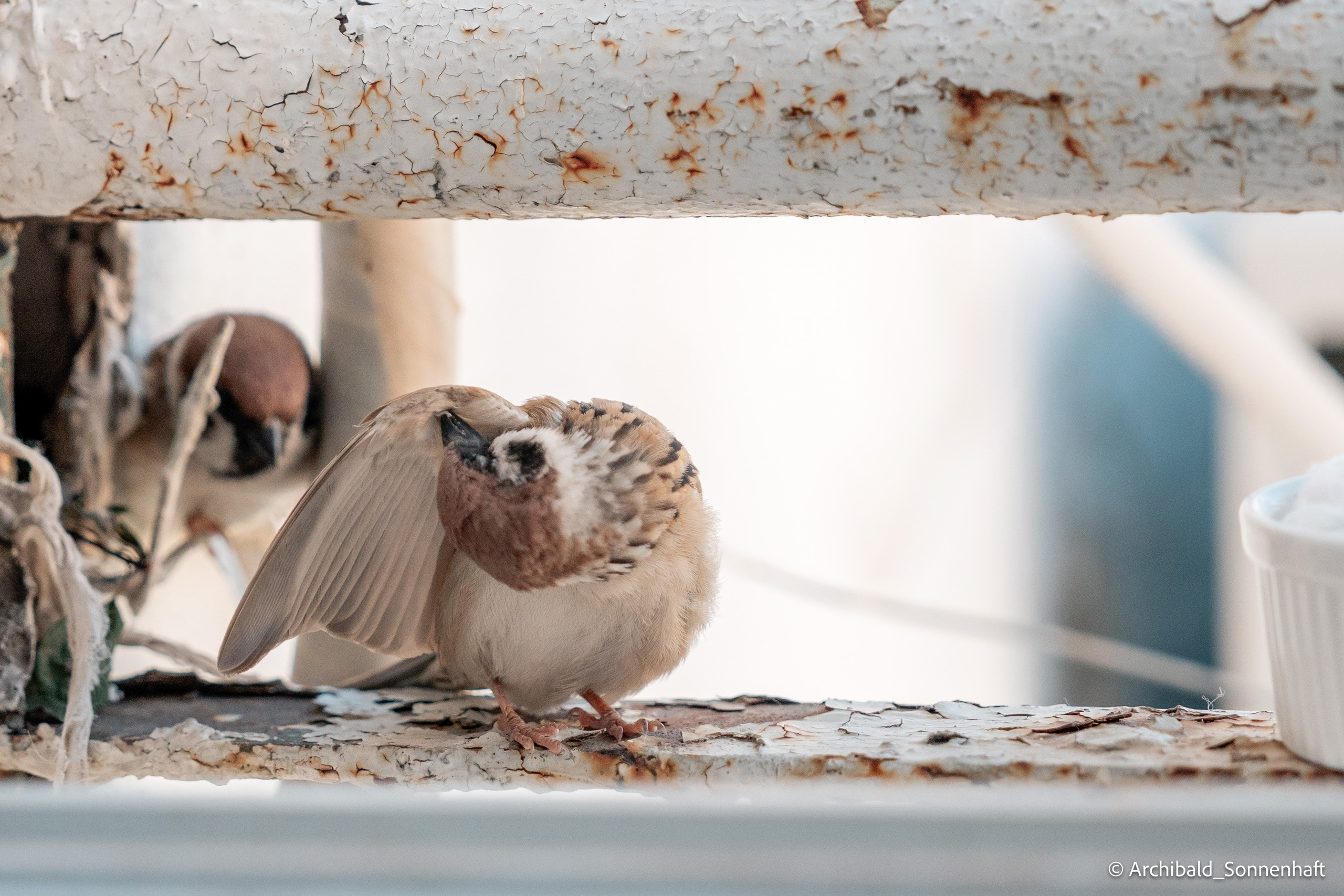 Balcony sparrows. Photographer in Guangzhou, China. Archibald Sonnenhaft