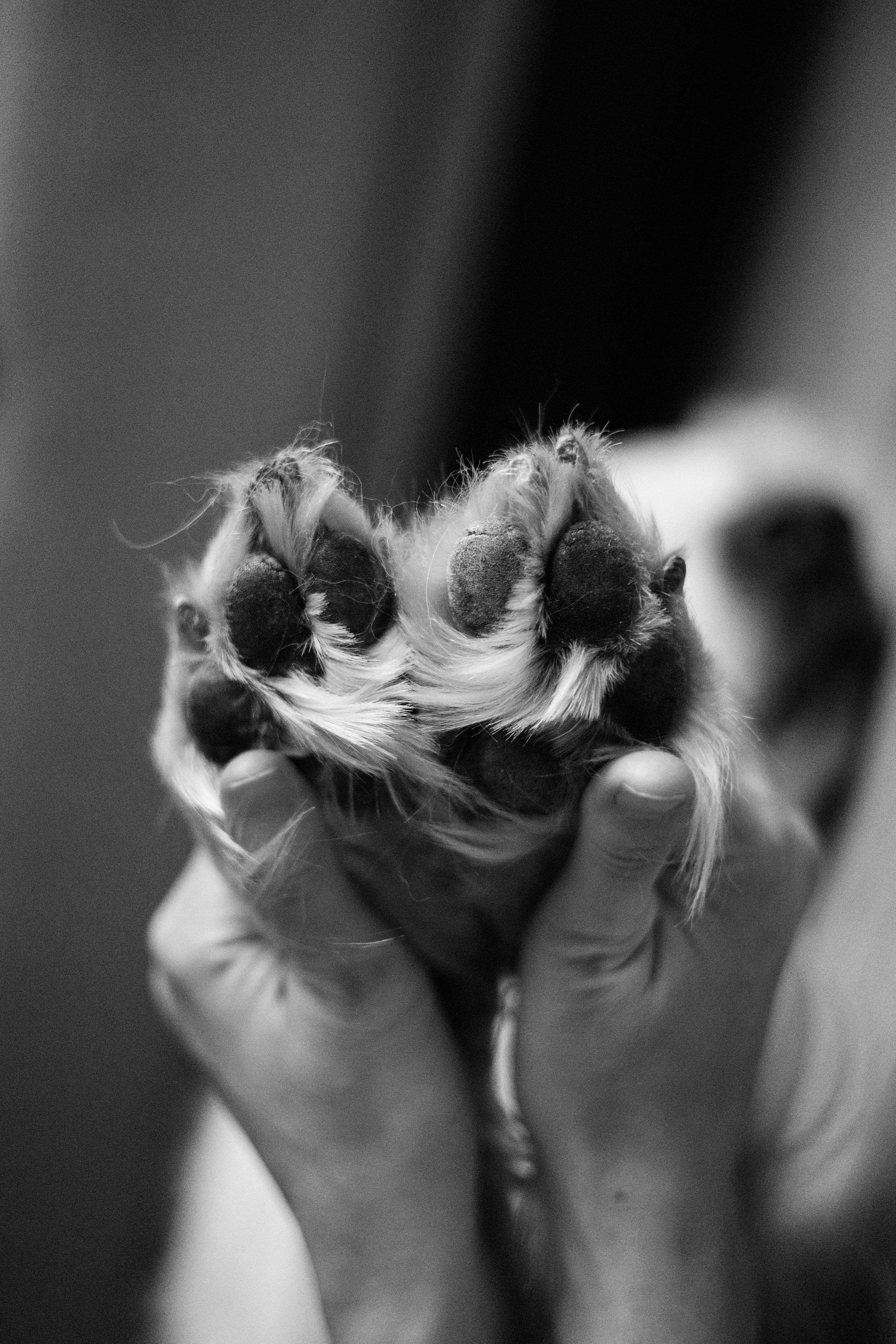 Зиз и Юля. Новогодняя. Фотограф-анималист Ксения Шевцова|Москва