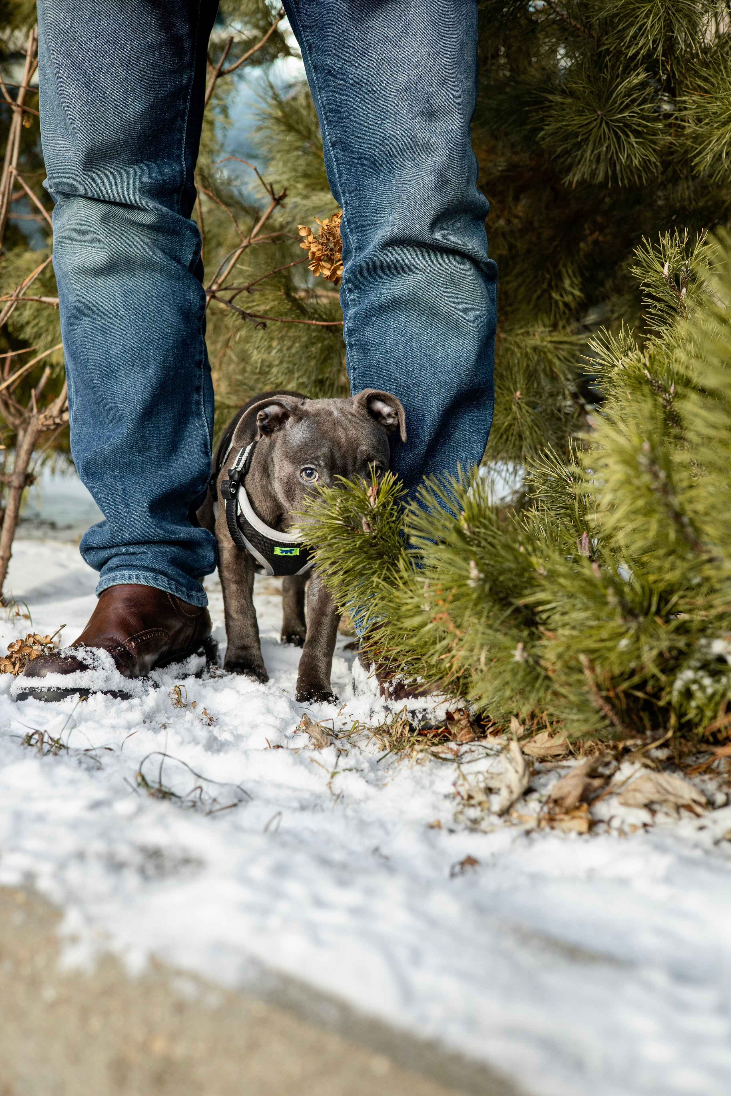 Дарси, Тимур и Юля. Фотограф-анималист Ксения Шевцова|Москва