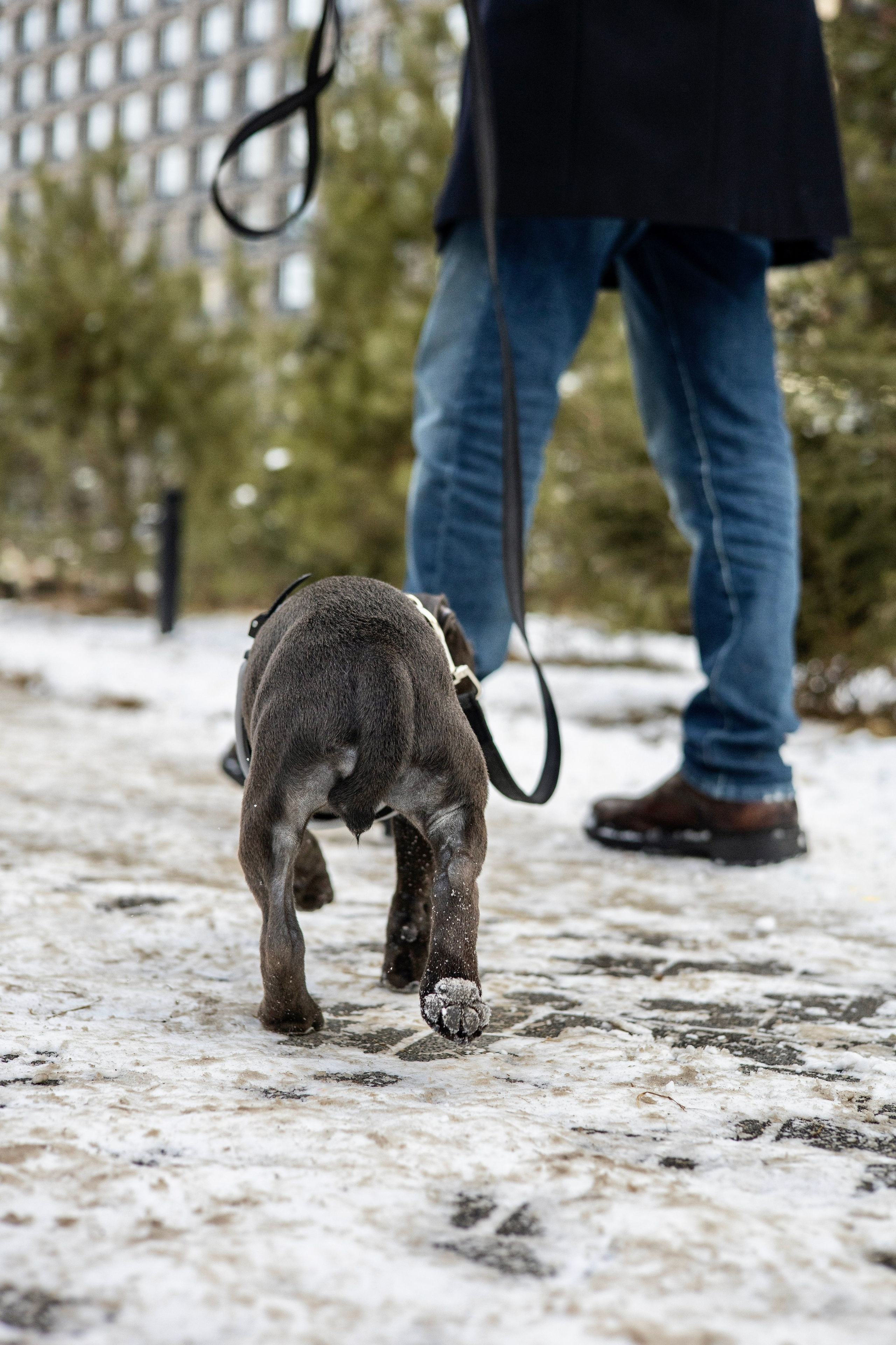 Дарси, Тимур и Юля. Фотограф-анималист Ксения Шевцова|Москва