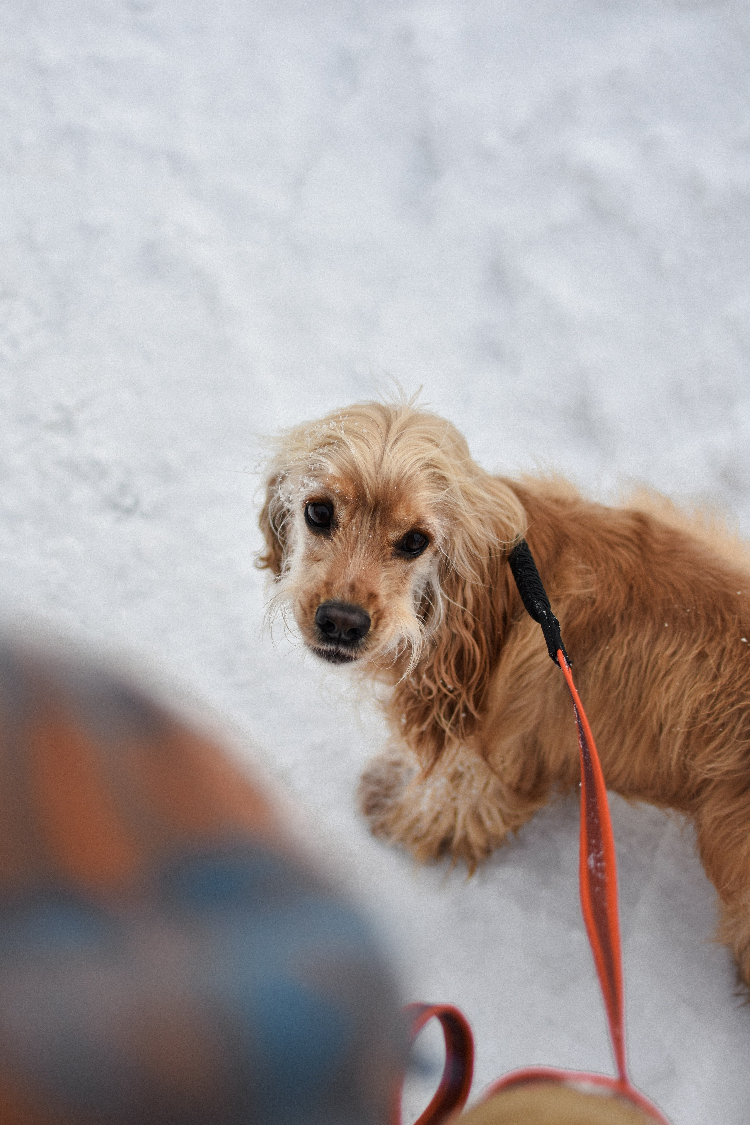Мира и Даша. Фотограф-анималист Ксения Шевцова|Москва