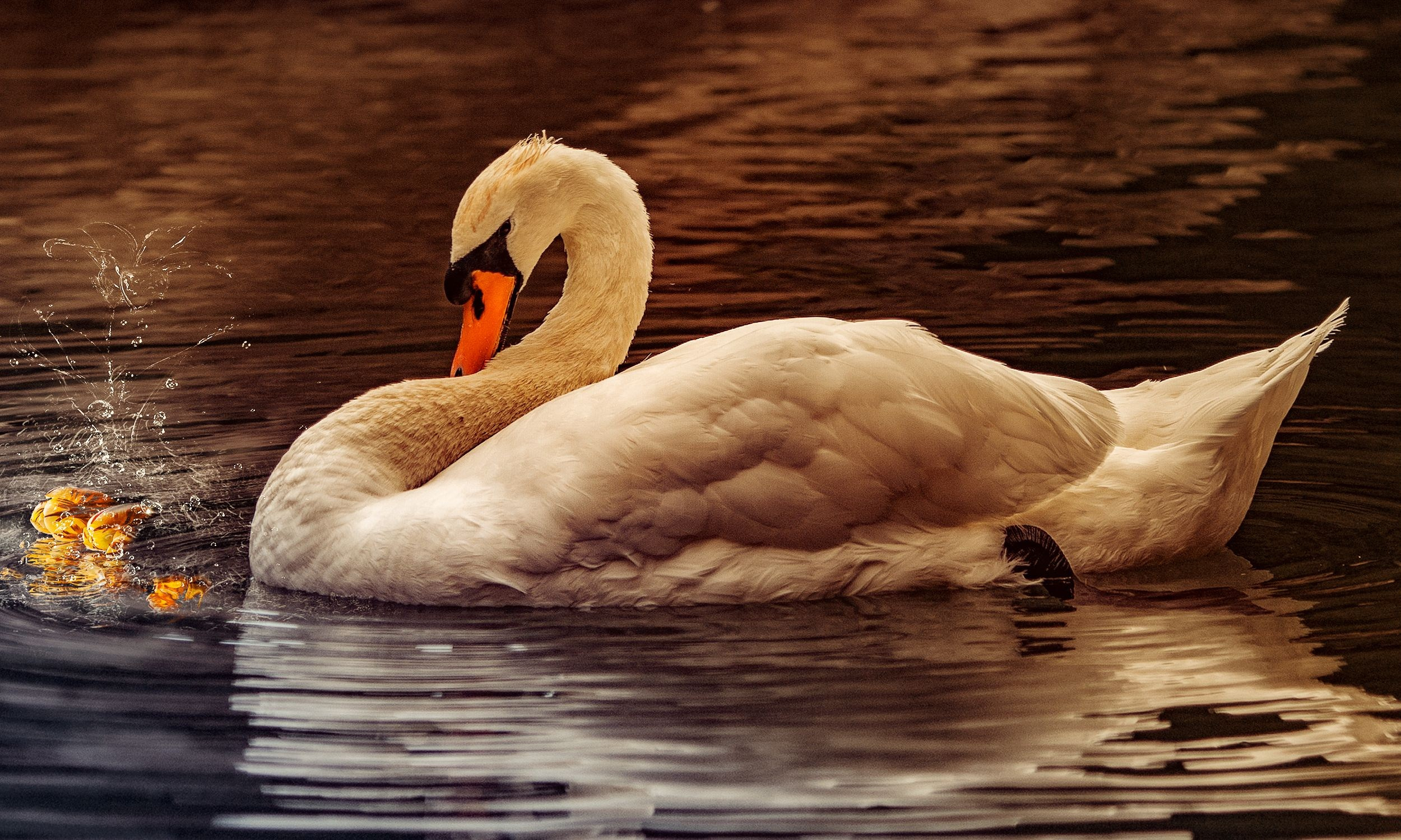 Арт-фотография. Медиапродюсер, фотограф в Минеральных Водах —Виктор Холодов