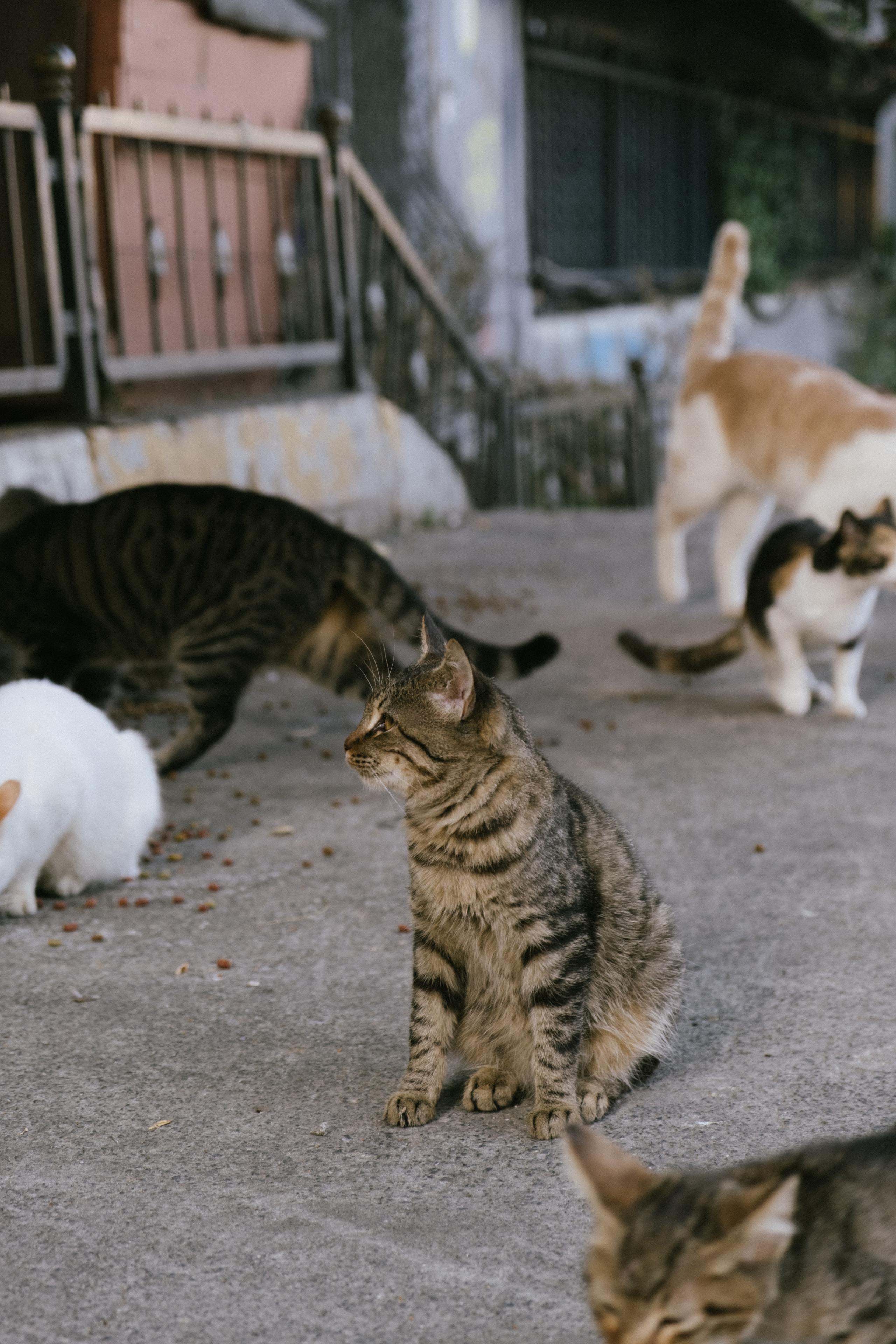 Стамбул. Фотограф Москва, Дима Пеллер