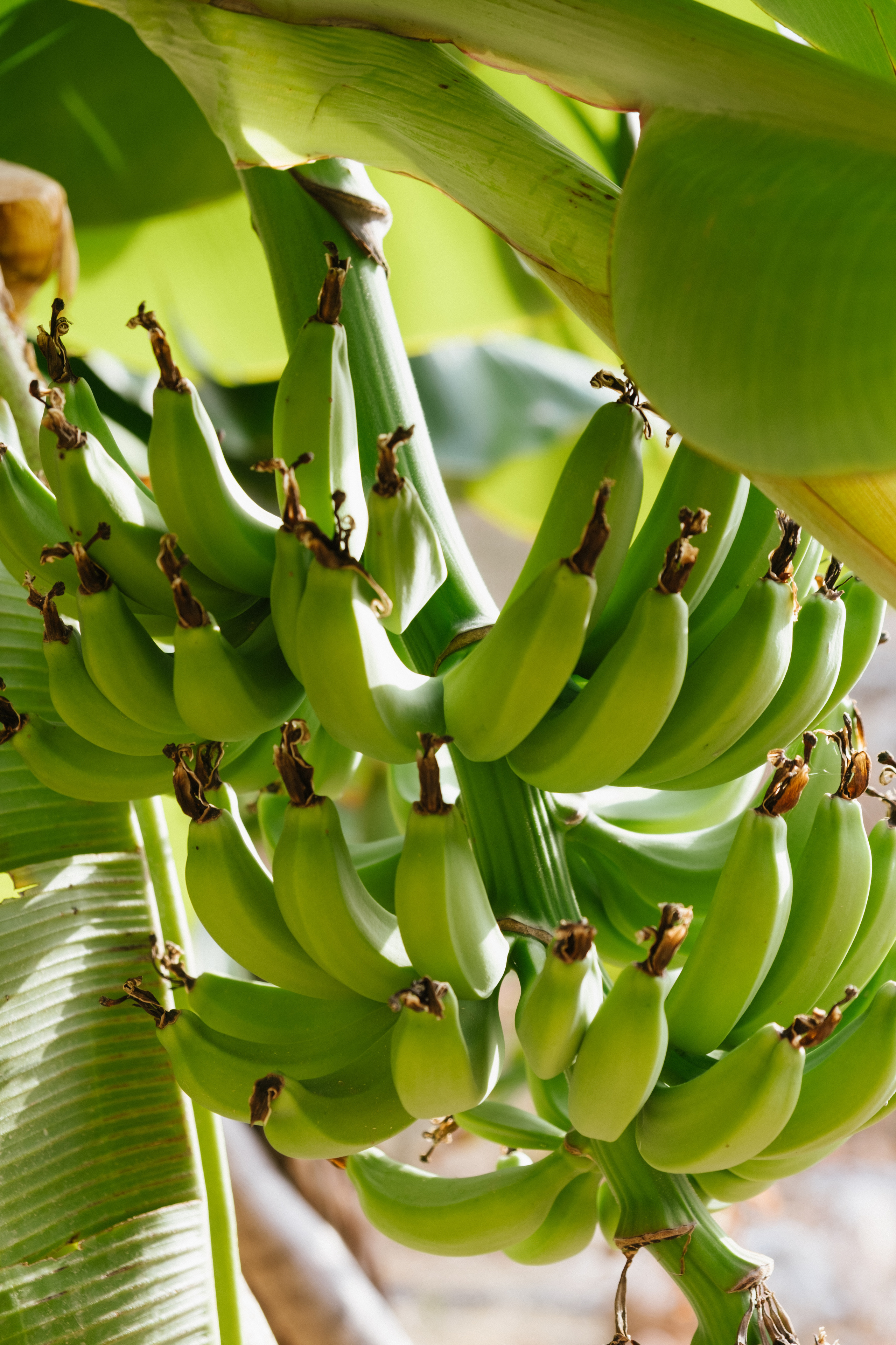 Каш. Фотограф Москва, Дима Пеллер