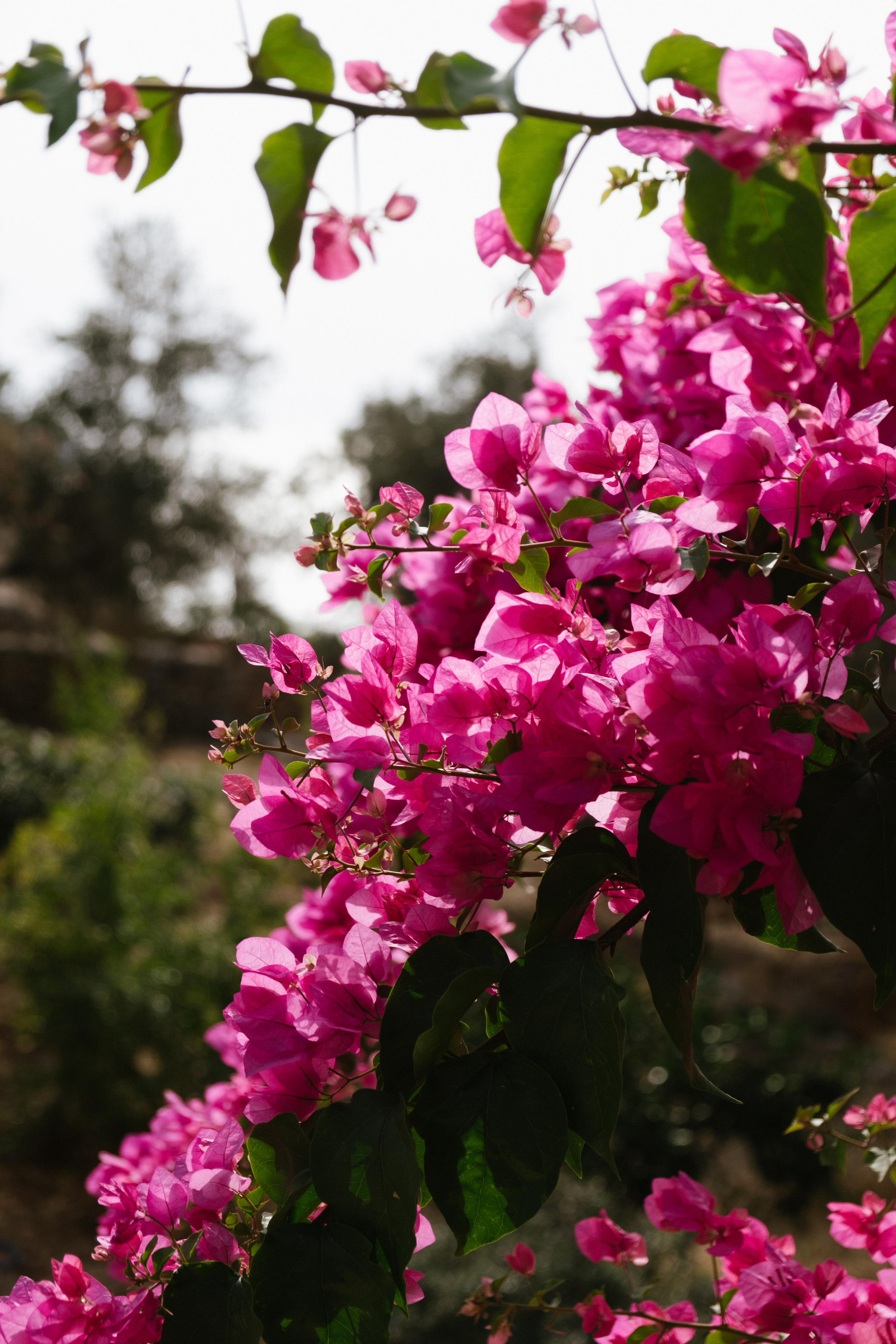 Каш. Фотограф Москва, Дима Пеллер