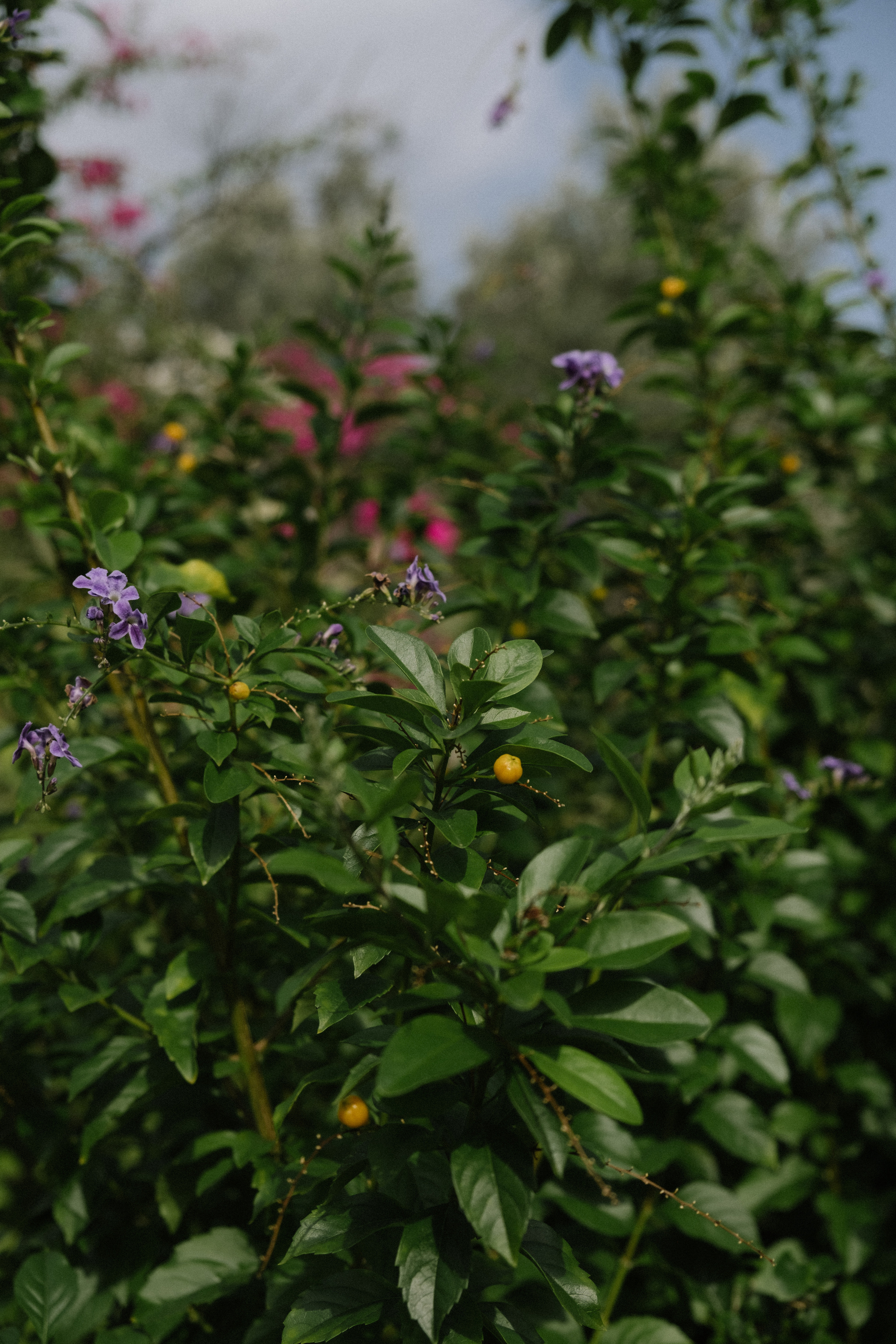 Каш. Фотограф Москва, Дима Пеллер