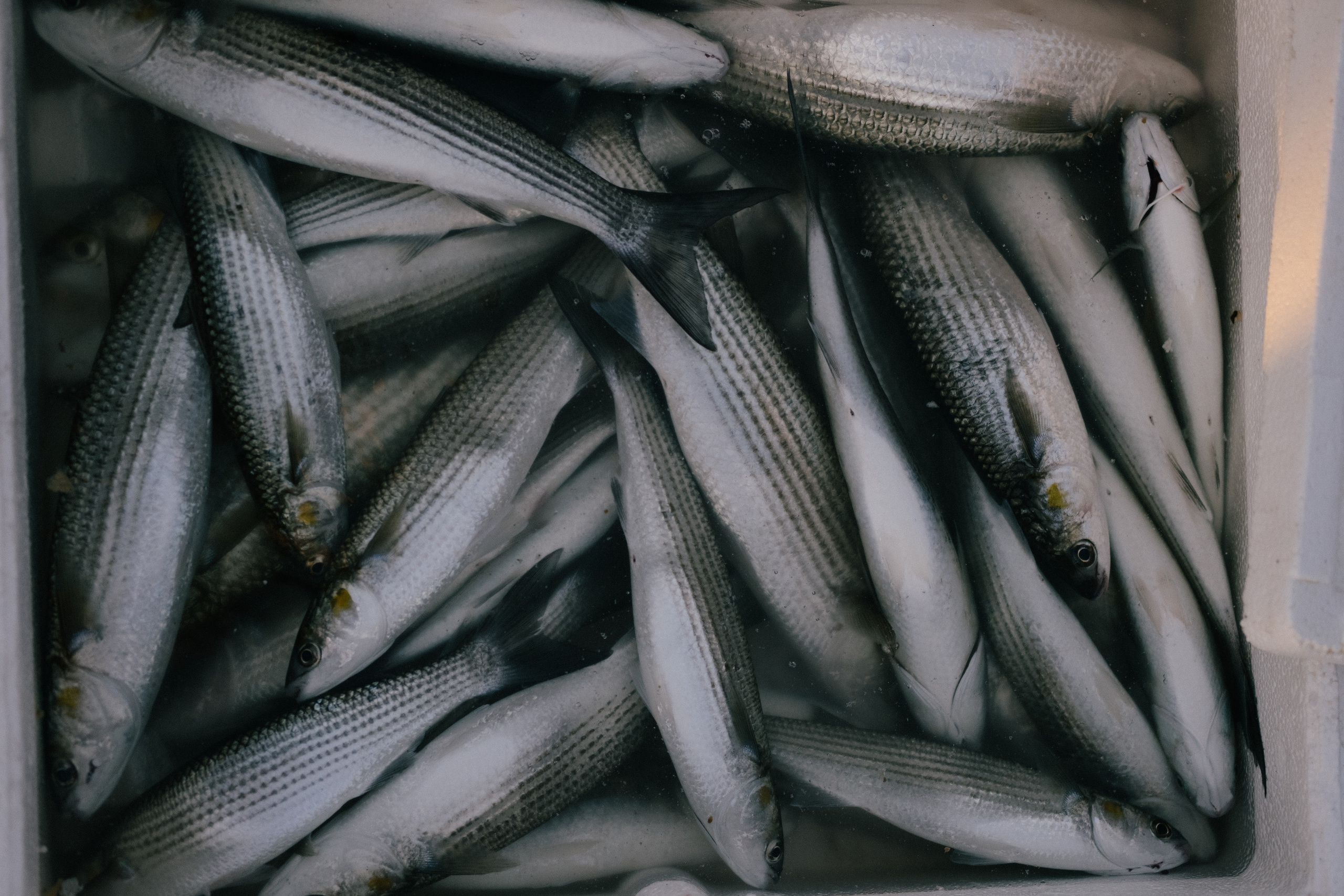 Стамбул. Фотограф Москва, Дима Пеллер