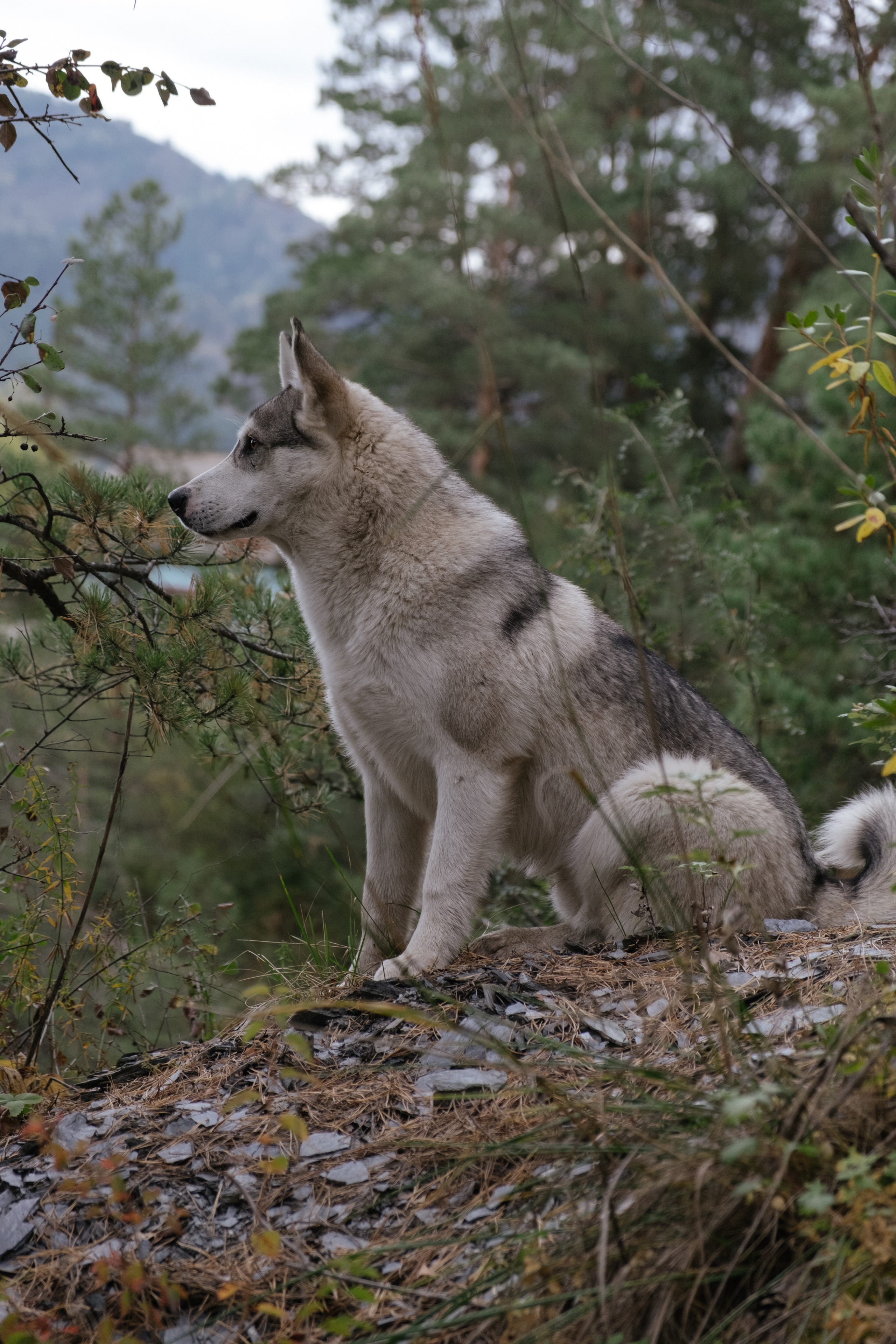 Алтай. Фотограф Москва, Дима Пеллер