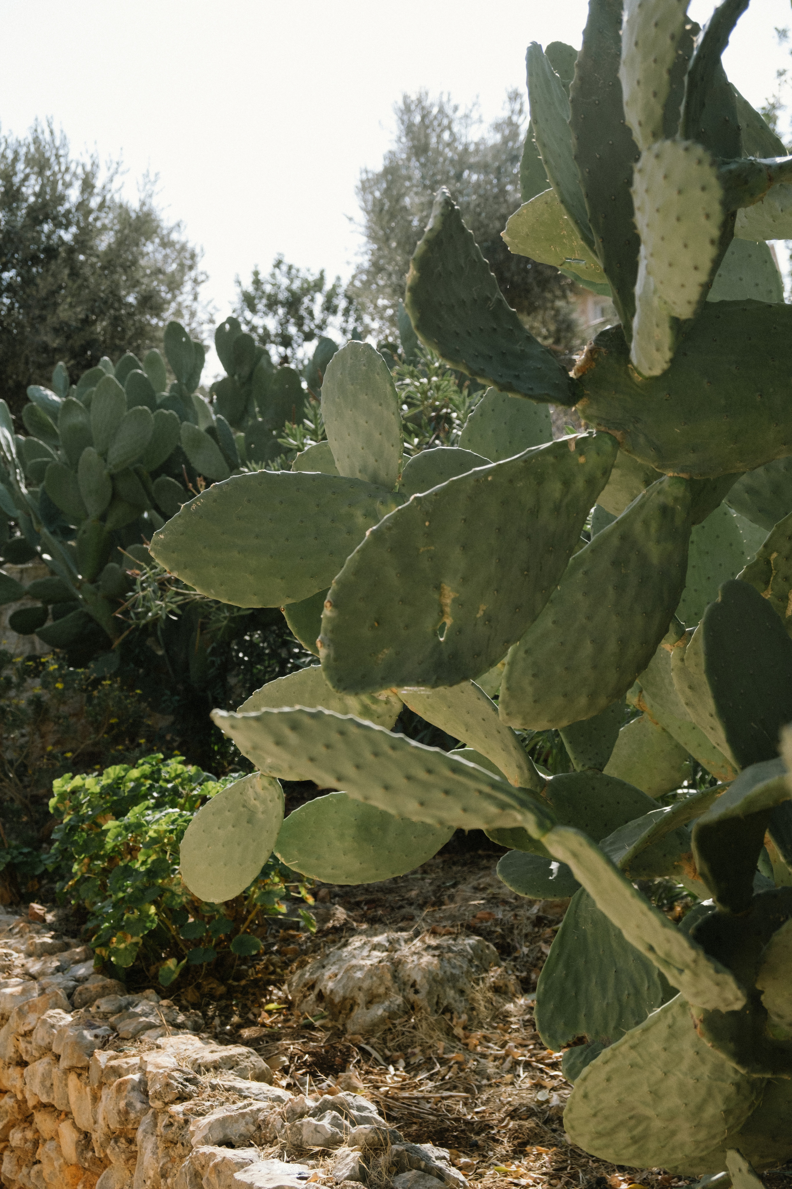 Каш. Фотограф Москва, Дима Пеллер