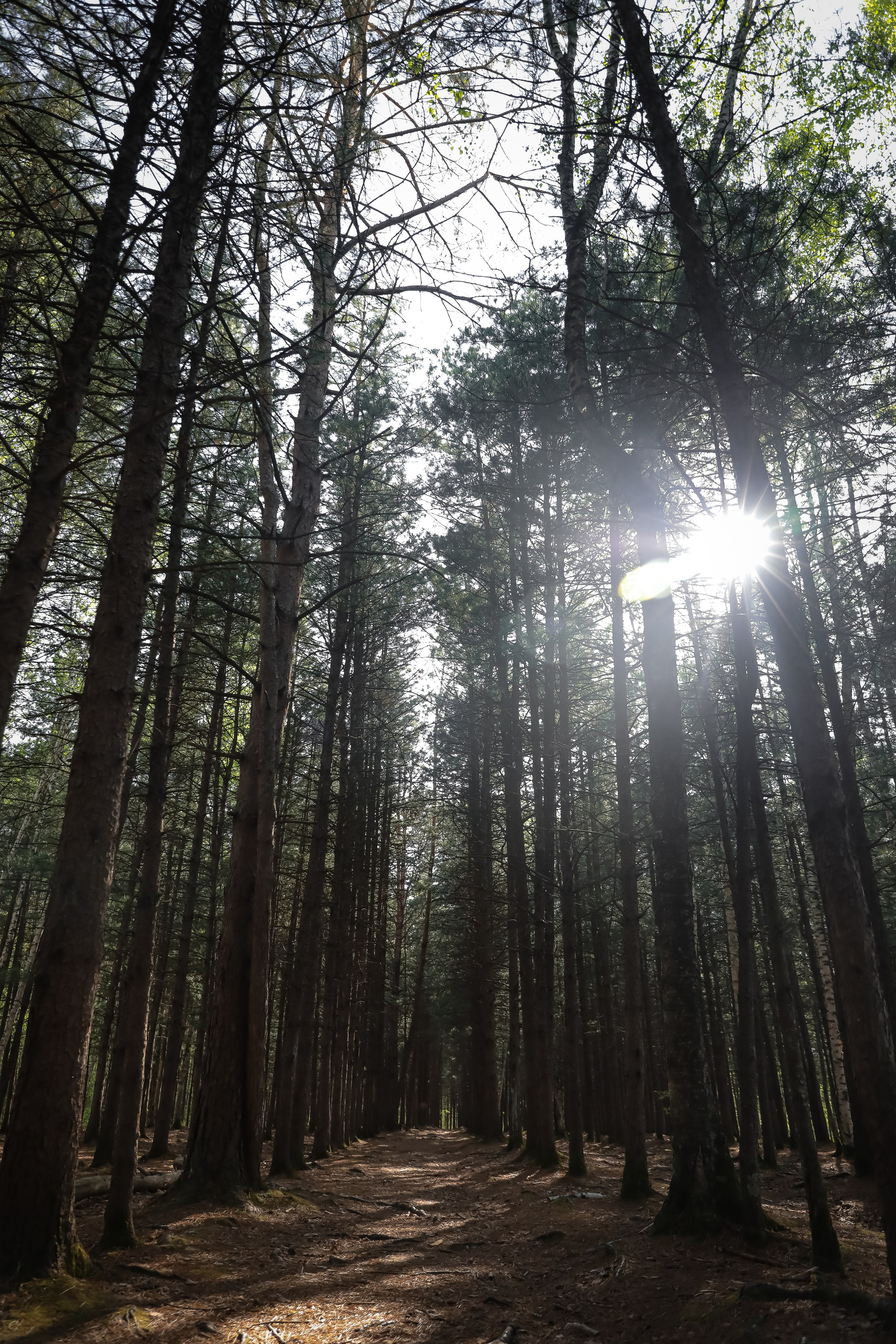 В сосновом лесу. Фотограф г. Хабаровск. Семейные и индивидуальные съёмки