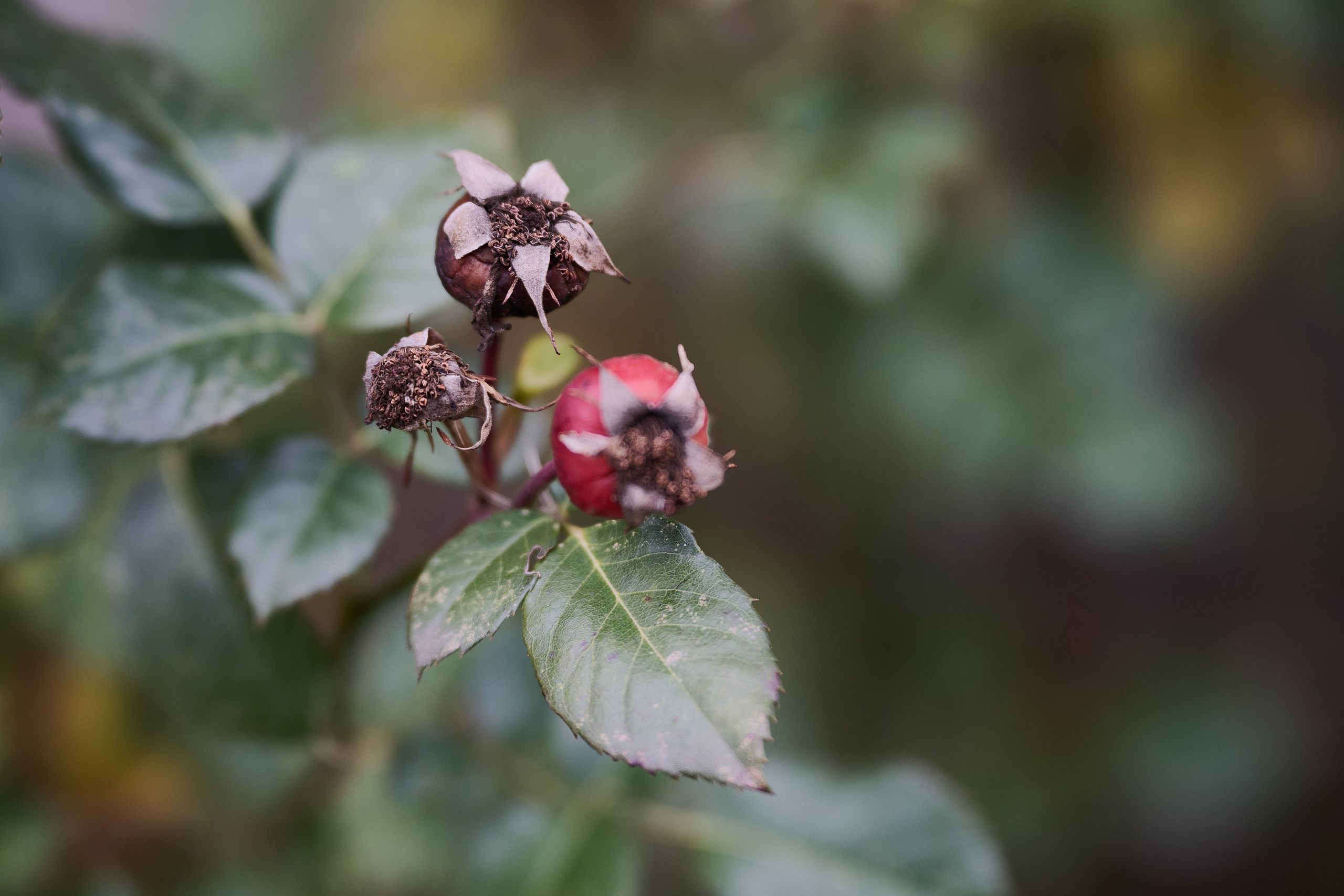 Краснореченское (Луганская область). Ноябрь 2024. Фотограф Роман Адлер